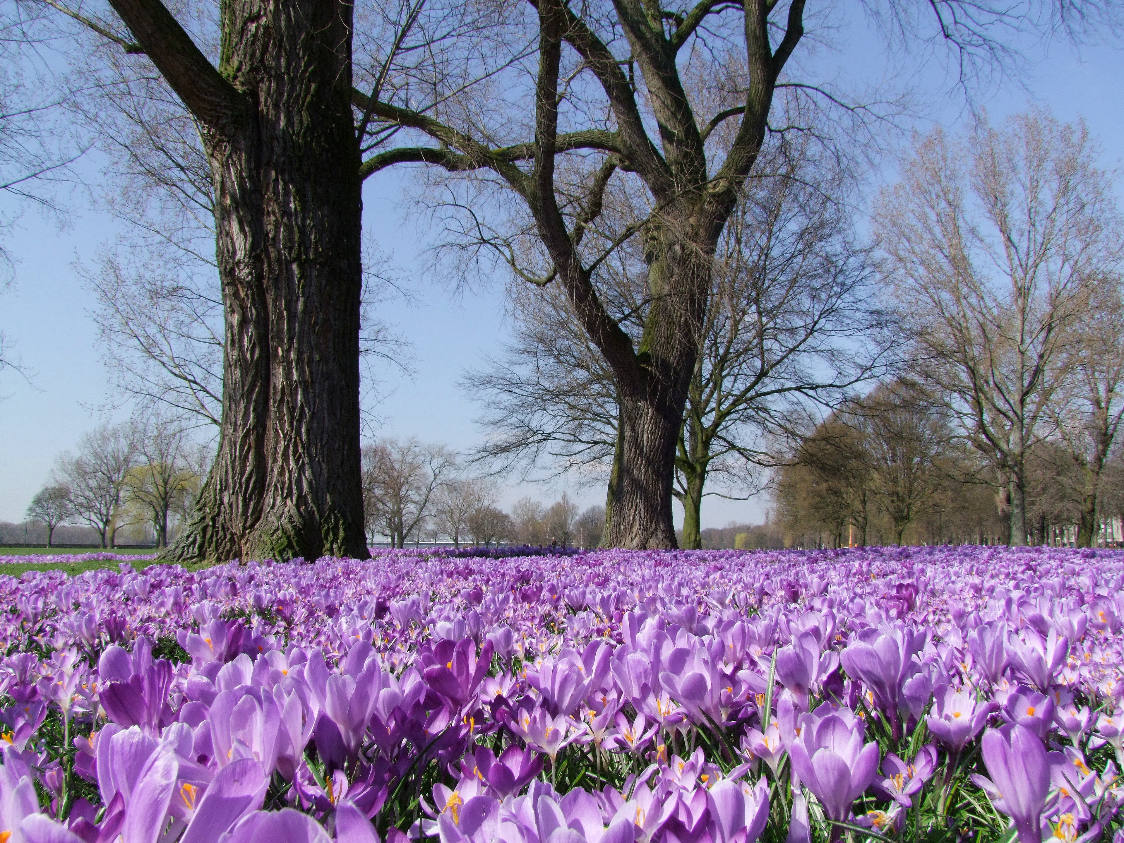 nature, springtime, field, crocus, rheinpark, purple, flower, düsseldorf, tranquility, petal, beauty in nature, 4K, landscape, flowering plant, vulnerability, HD Wallpaper