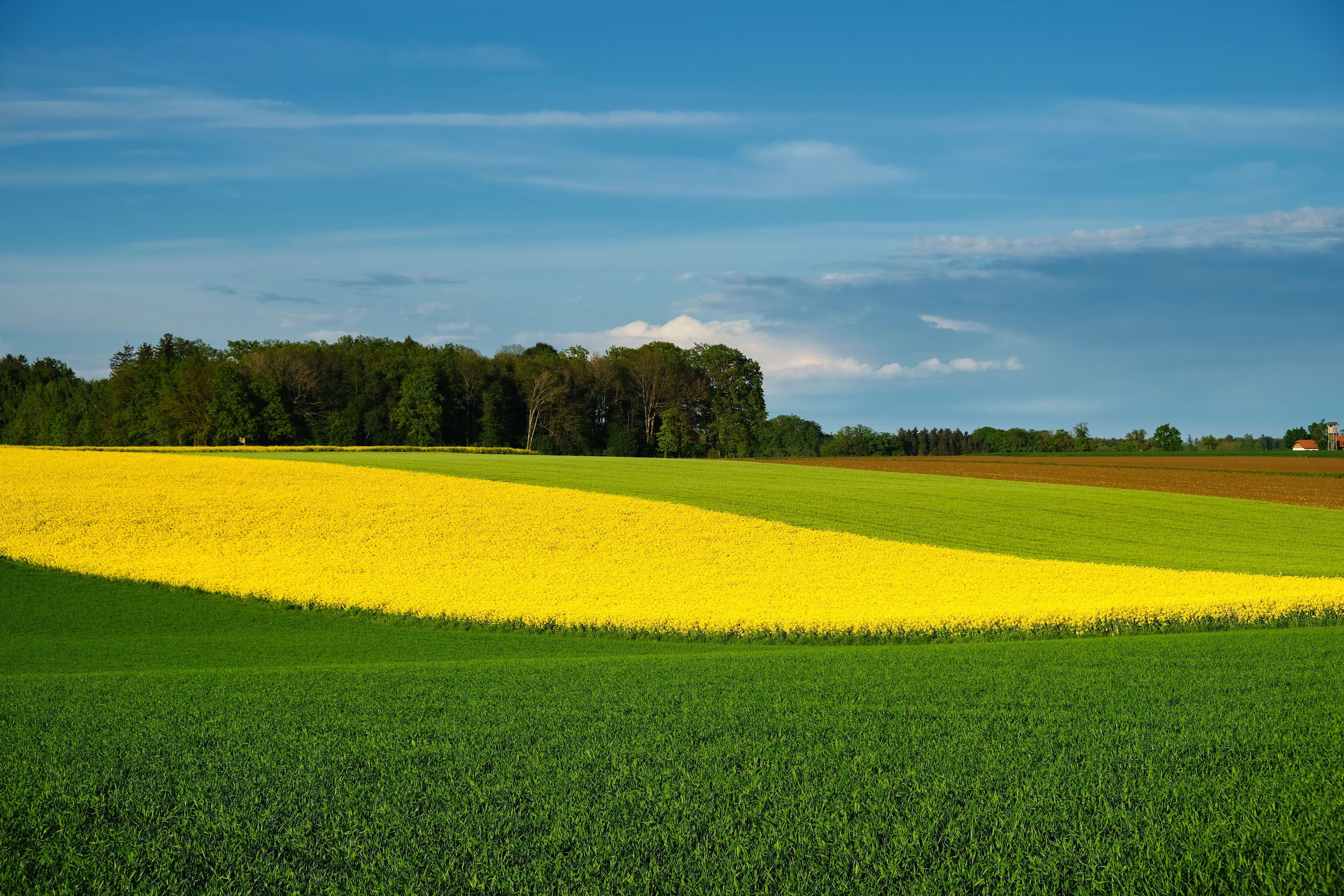 landscape, yellow, nature, tranquility, plant, plantation, grass, growth, shades of green, no people, sky, oilseed rape, day, farbenpracht, color, fields, HD Wallpaper