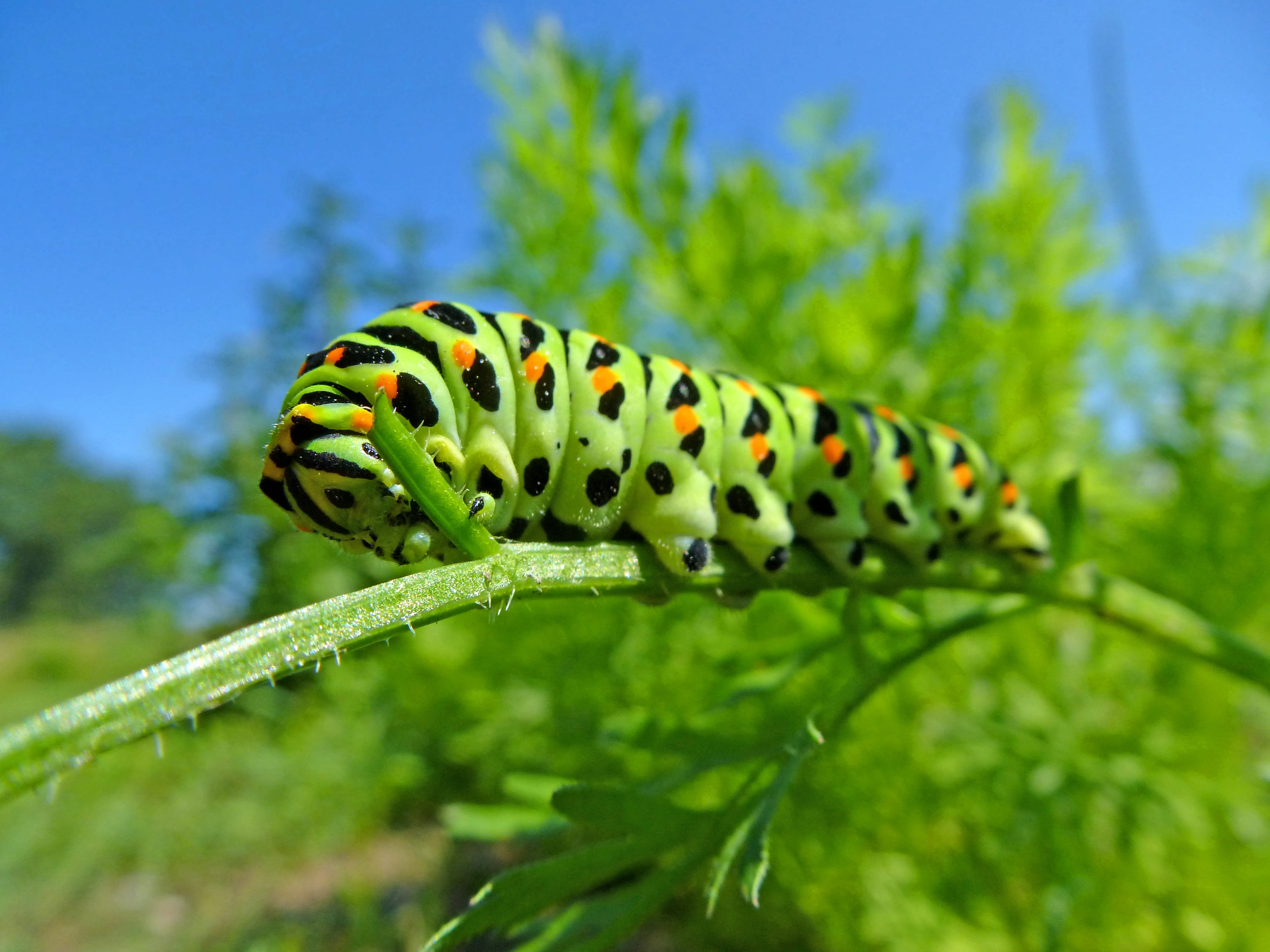 close-up, animals in the wild, animal markings, farbenpracht, focus on foreground, plant, crawling, butterfly - insect, close, spotted, animal, green color, HD Wallpaper
