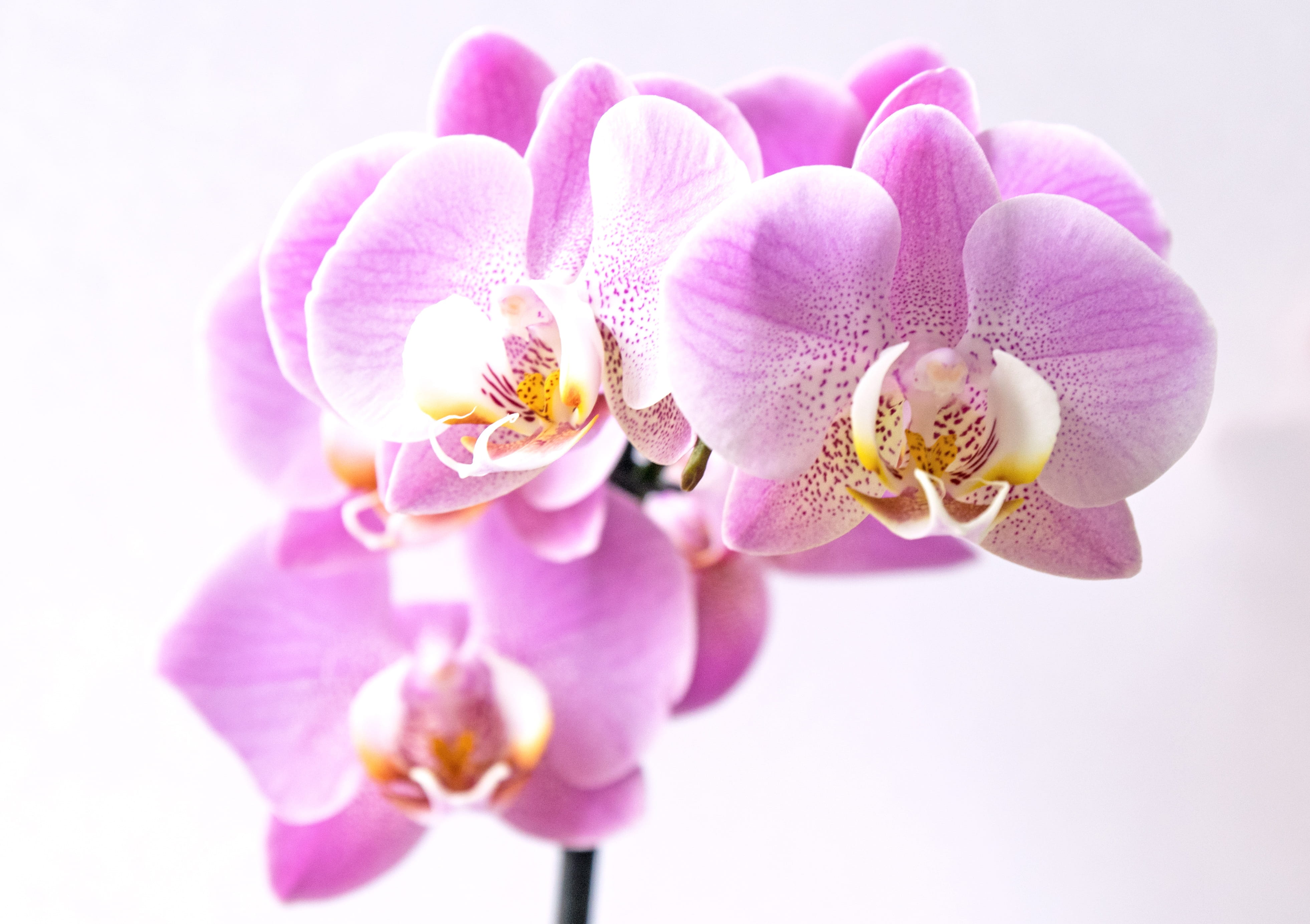 inflorescence, plant, fragility, macro photography, freshness, blossom, purple, studio shot, 4K, close up, orchid, yellow, vulnerability, nature, pink, HD Wallpaper