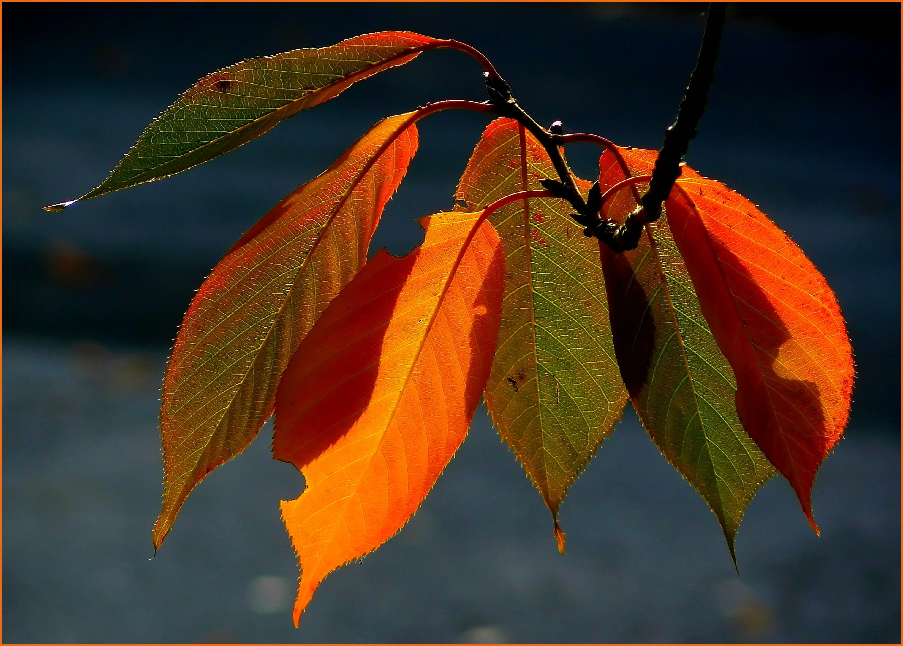 outdoors, color, close, orange Color, fruit, fall foliage, animal themes, golden autumn, no people, invertebrate, day, change, yellow, plant, sunlight, HD Wallpaper