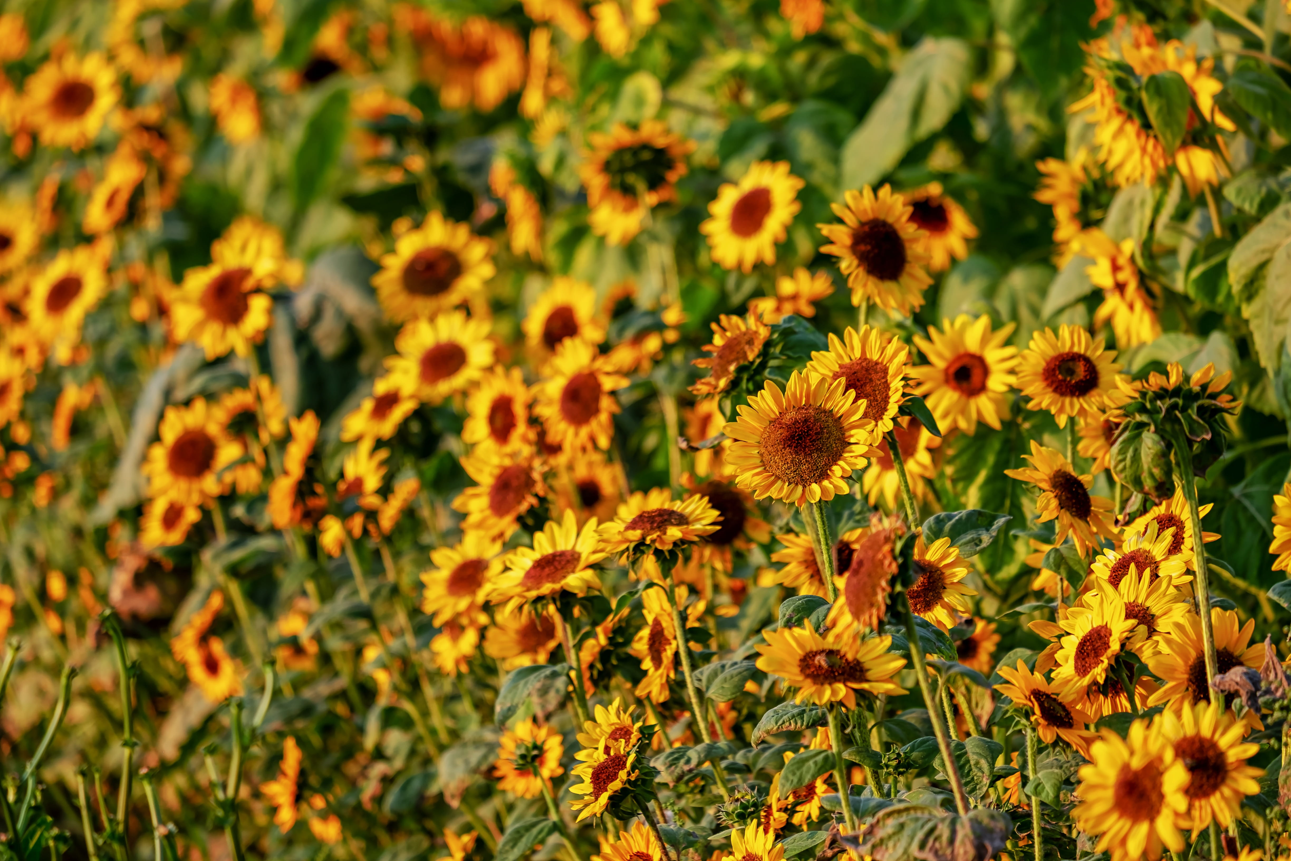 outdoors, no people, growth, bright, sunflower field, inflorescence, fragility, yellow, vulnerability, plant, pollen, focus on foreground, bloom, field, HD Wallpaper
