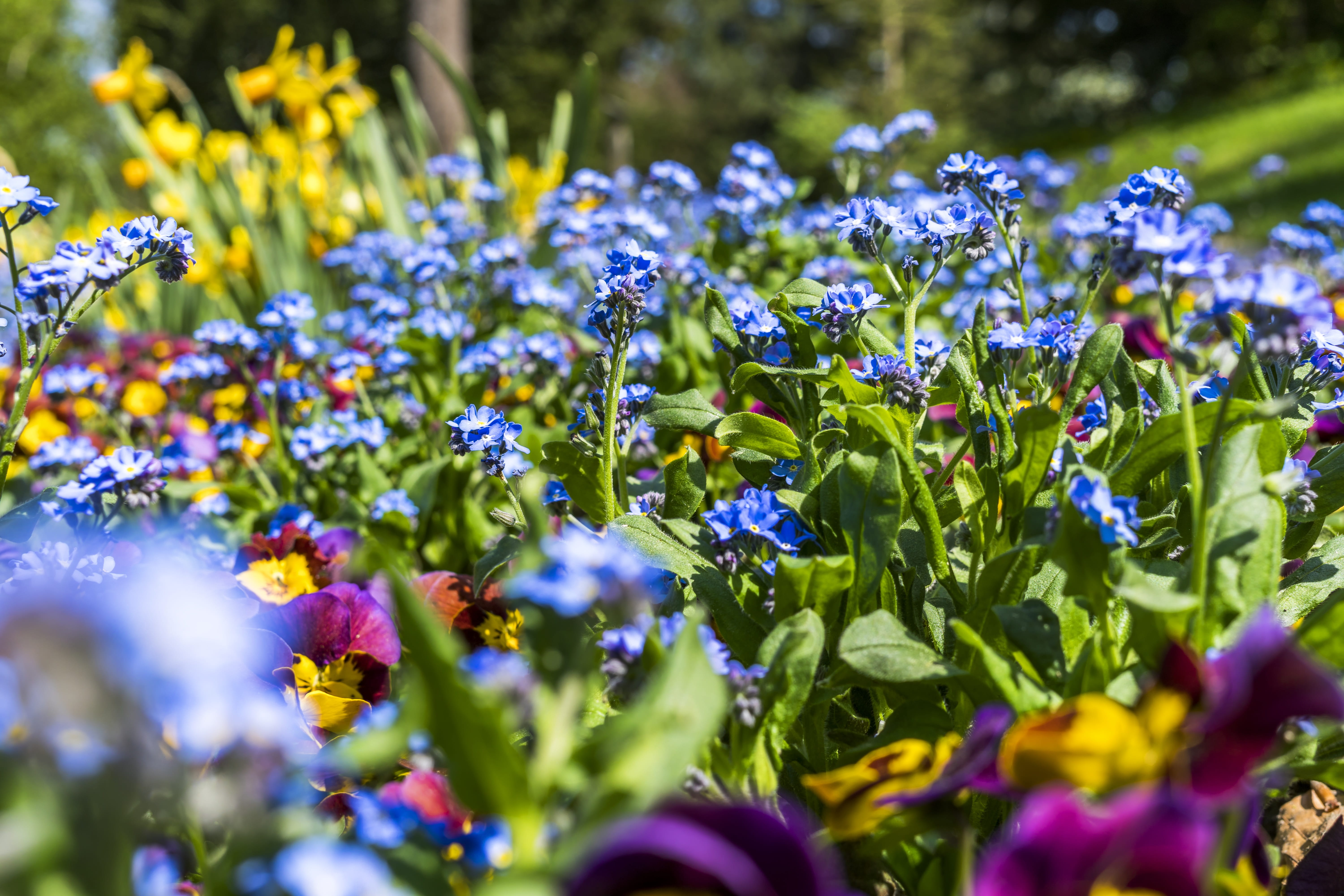 vulnerability, flower bed, plant, leaf, beauty in nature, day, flower head, field, close-up, freshness, 5K, colorful, land, green, spring, sunlight, growth, HD Wallpaper