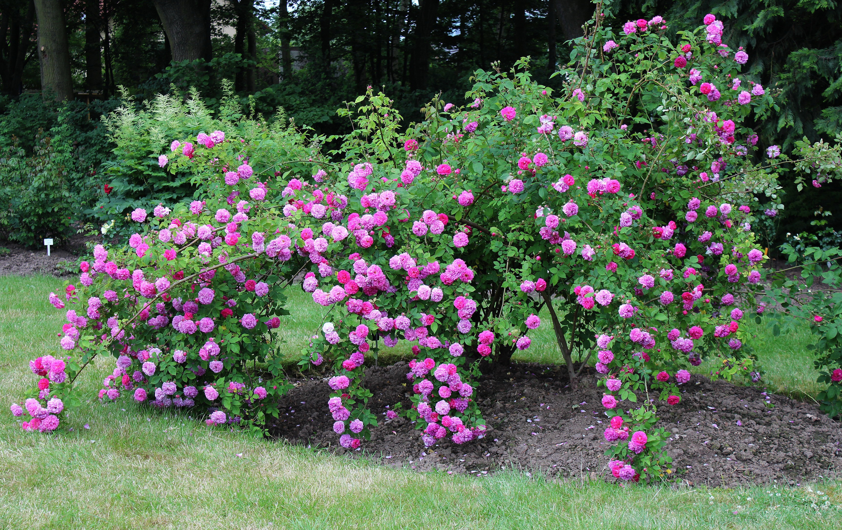 purple, growth, pink color, beauty in nature, rose, flowering plant, garden, vulnerability, outdoors, flower bed, colorful, plant, 2K, land, flower, petaled, HD Wallpaper
