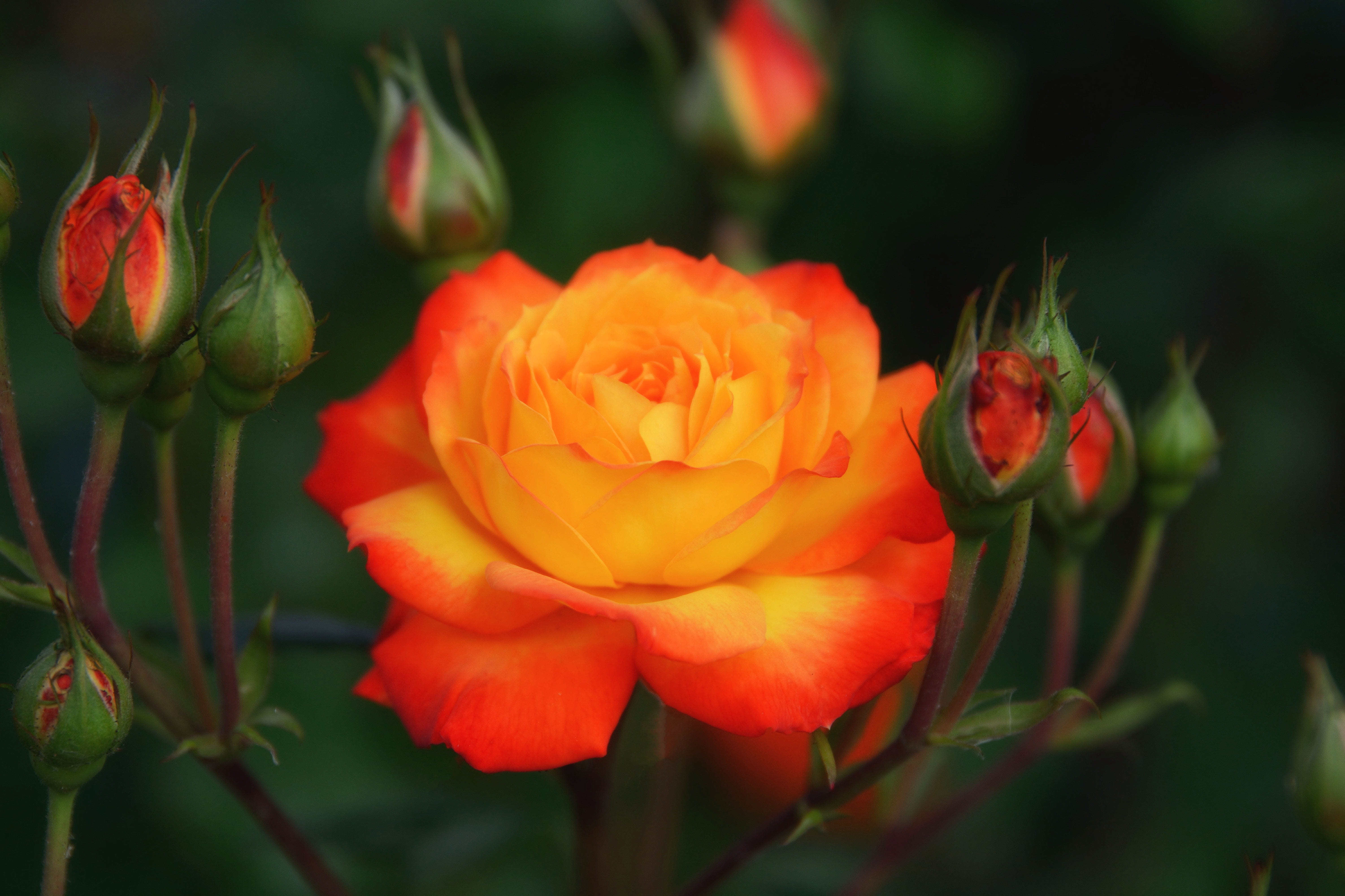 day, flower head, beautiful, summer, petals, nature, red, close-up, rose, flowers, leaf, inflorescence, bloom, plant, close up, garden, farbenpracht, orange rose, HD Wallpaper