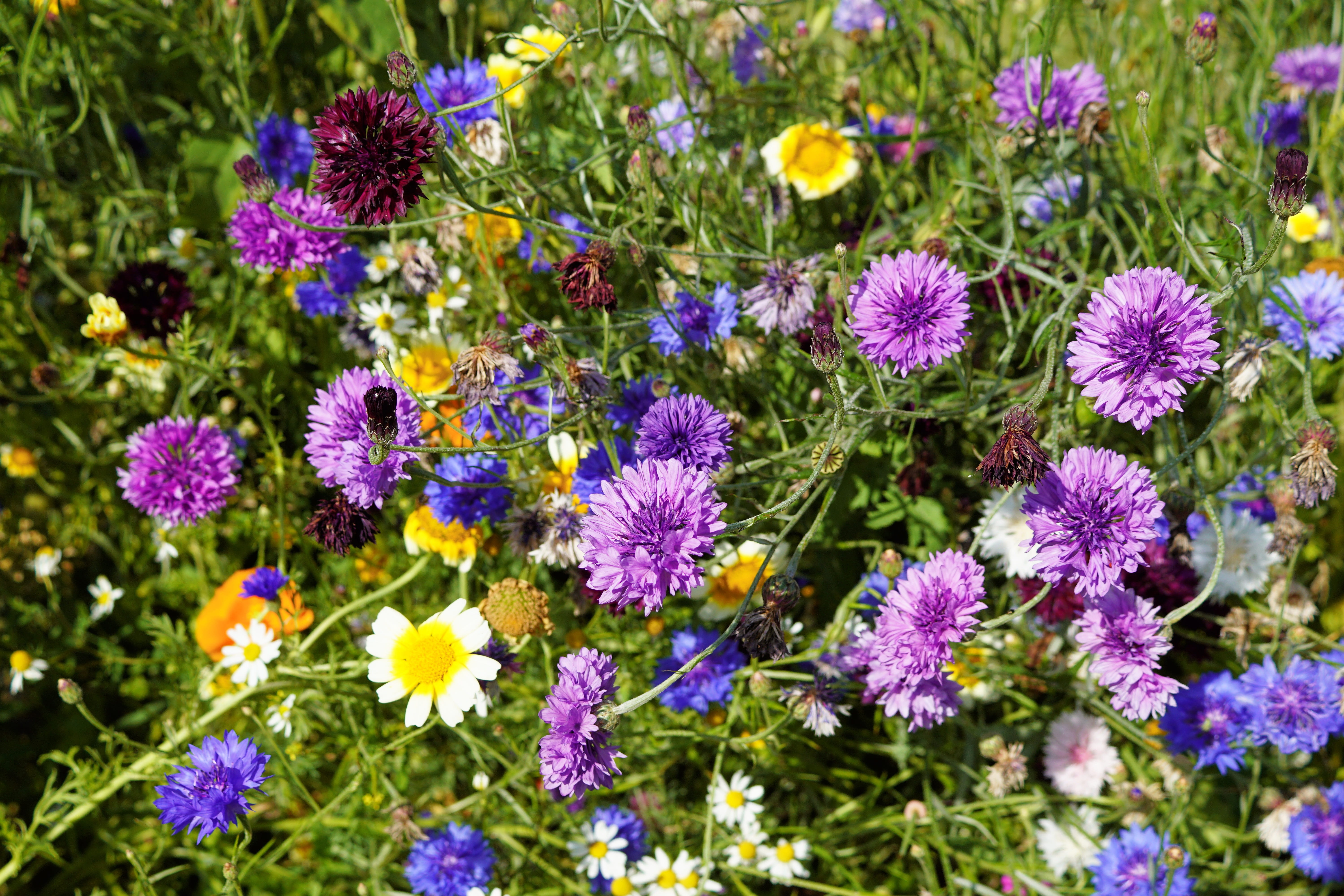 flowers, flower, plant, bed, Meadow, filigree, petals, flower head, day, 5K, green color, vulnerability, color, freshness, Cornflowers, flowering plant, HD Wallpaper