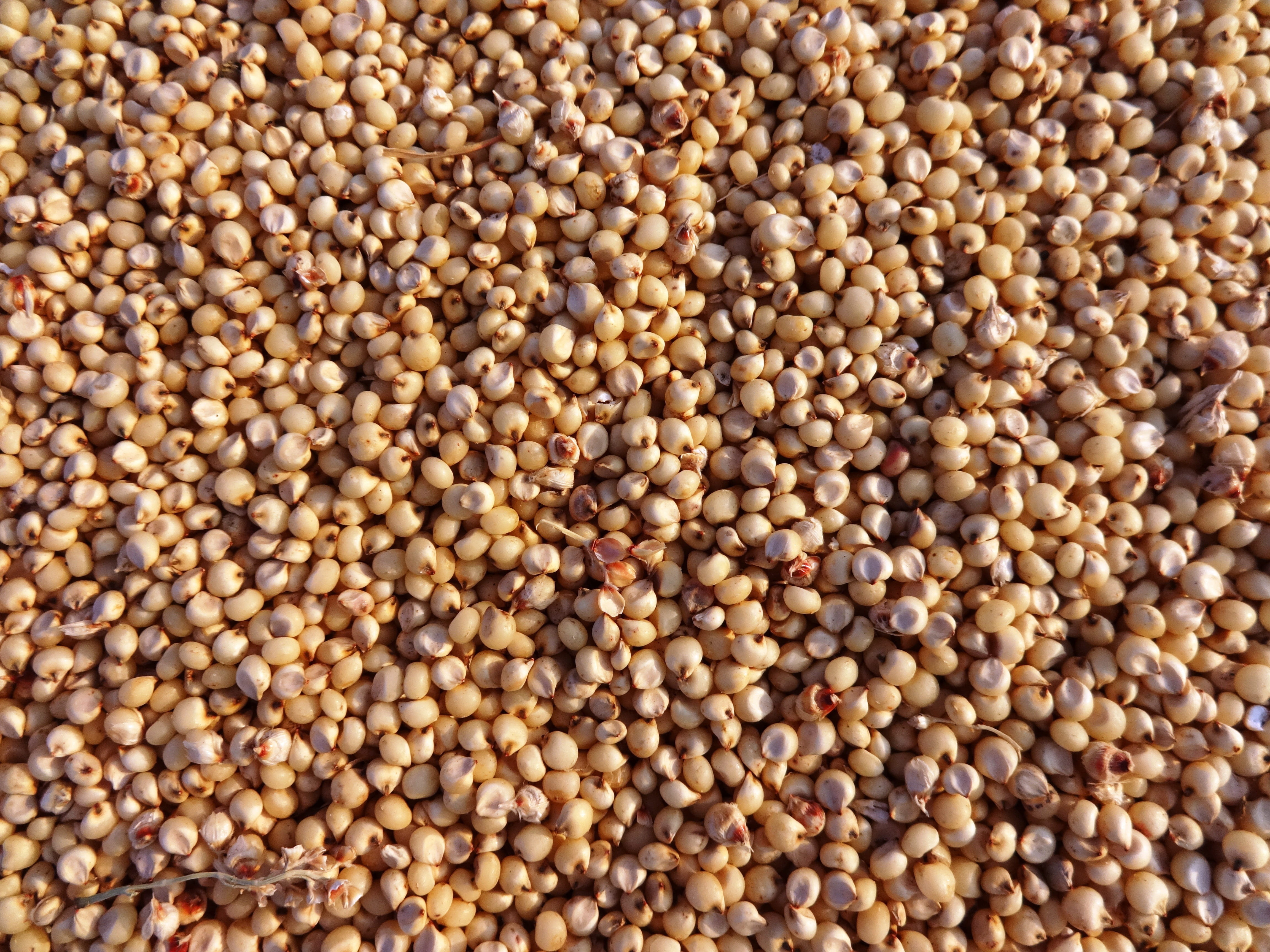 horticulture, outdoors, food and drink, bean, lot, raw food, full frame, plant, natural, high angle view, indoors, repetition, healthy eating, still life, HD Wallpaper