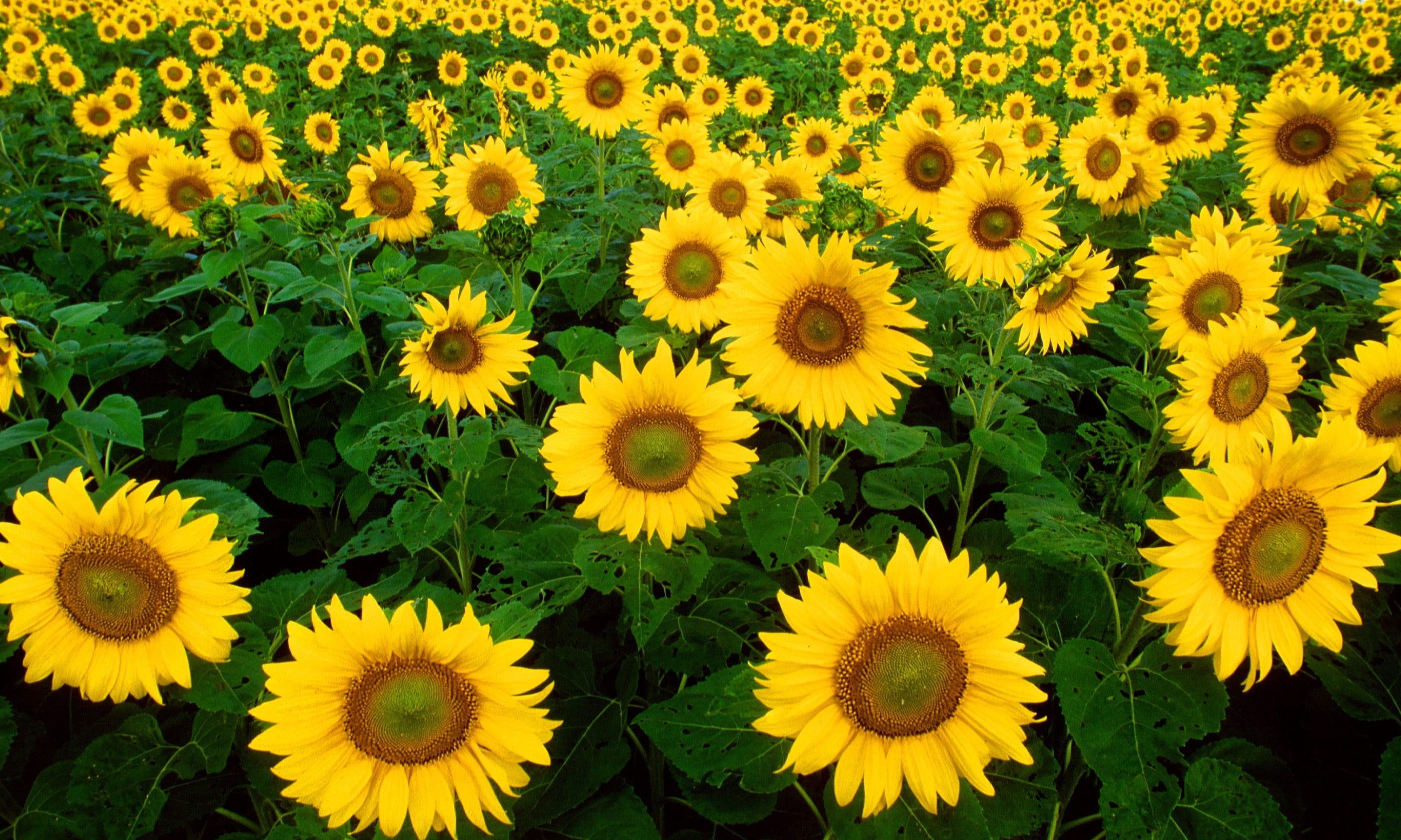 outdoors, yellow, flowerbed, flowers, sunflower, day, field, growth, flowering plant, flower head, blossomed, petal, helianthus, brown, 2K, HD Wallpaper