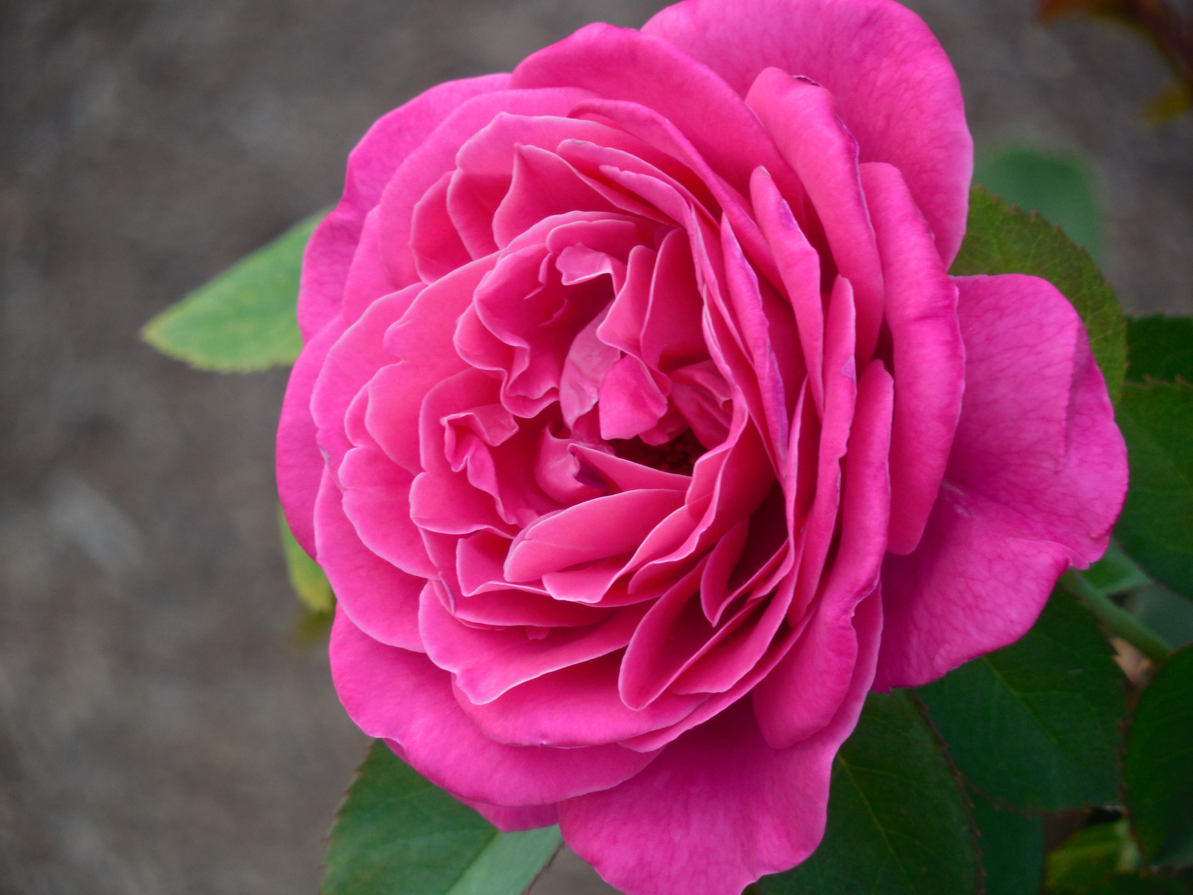 4K, vulnerability, day, leaf, garden, care, horticulture, inflorescence, close-up, pink, softness, spring, romantic, flower, decoration, outdoors, romance, HD Wallpaper