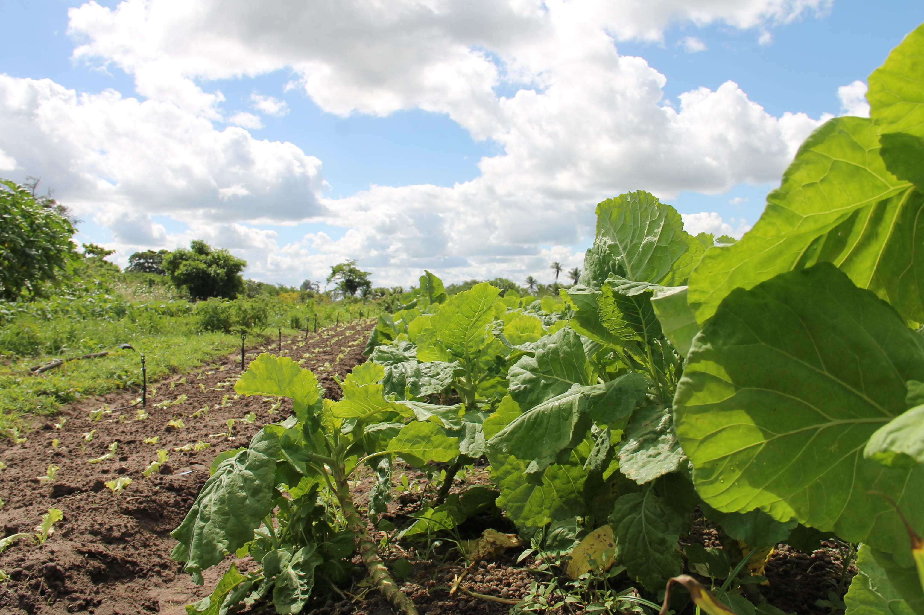cloud - sky, brazil, tranquility, plantation, outdoors, plant, leaf, sunlight, scenics - nature, field, nature, day, sky, landscape, Irrigated, sergipe, HD Wallpaper