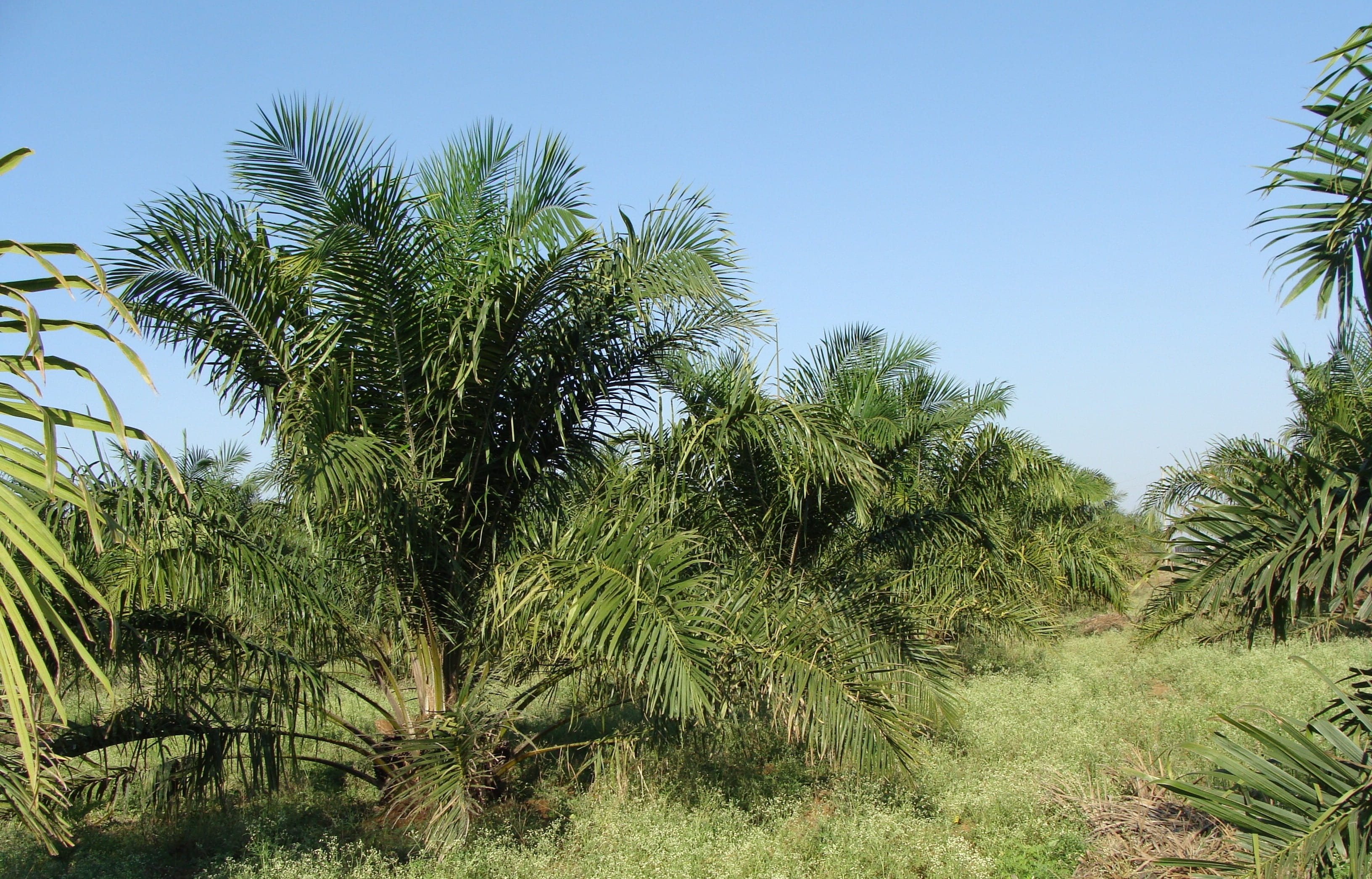 scenics - nature, outdoors, coconut palm tree, trees, nature, green, day, environment, karnataka, palm tree, sky, tropical climate, growth, oil palm, tranquility, HD Wallpaper