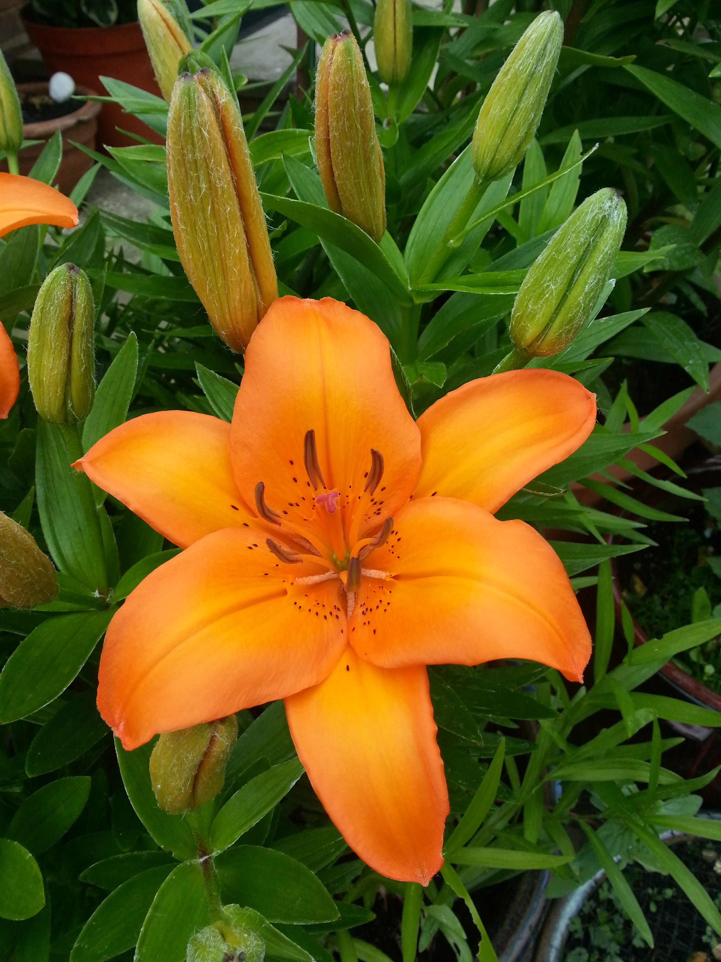 2K, plant part, flowering plant, leaf, outdoors, growth, lily, beauty in nature, plant, pollen, close-up, garden, floral, fragility, inflorescence, petal, Phone HD Wallpaper