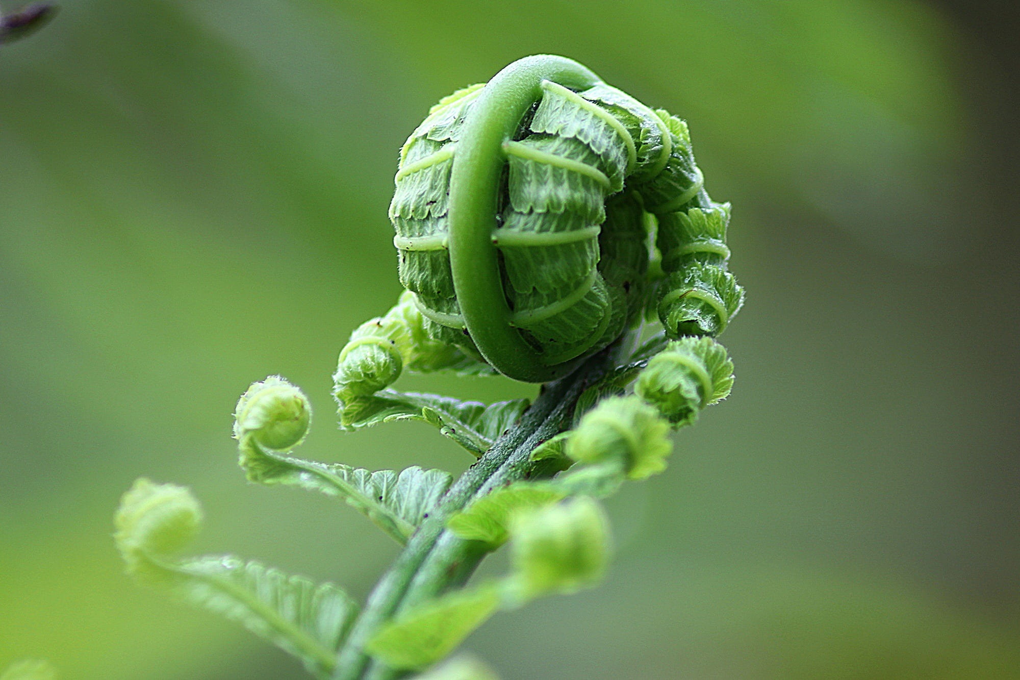 environment, roll, botany, insect, no people, selective focus, outdoors, animal themes, botanical, plant part, 1080P, natural, zoology, leaf, foliage, HD Wallpaper