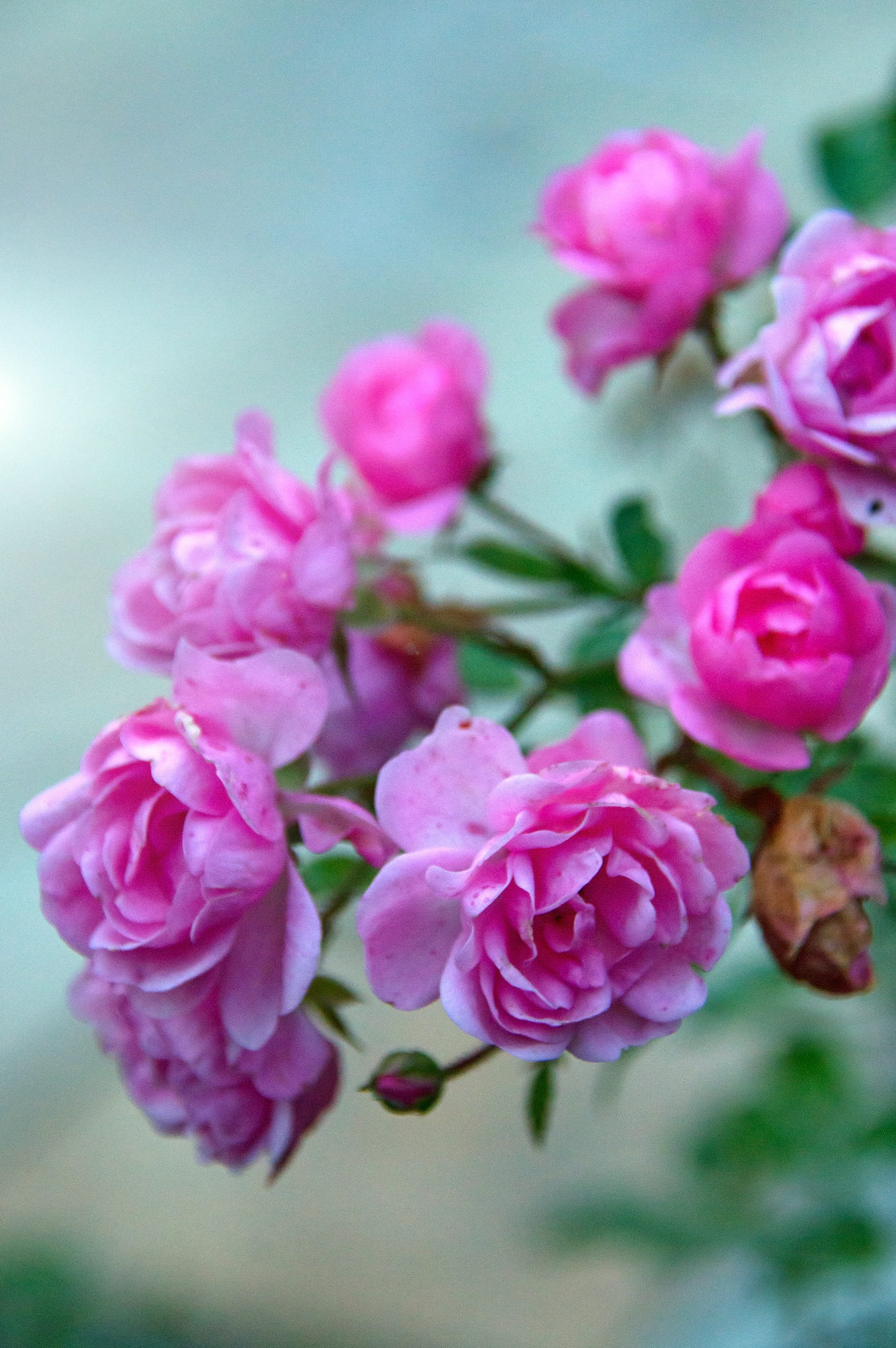 plant, bunch of flowers, flowers, bouquet, pink color, lilac, nice, color, inflorescence, flower, fragility, 2K, autumn, autumn rose, autumn colors, roses, Phone HD Wallpaper