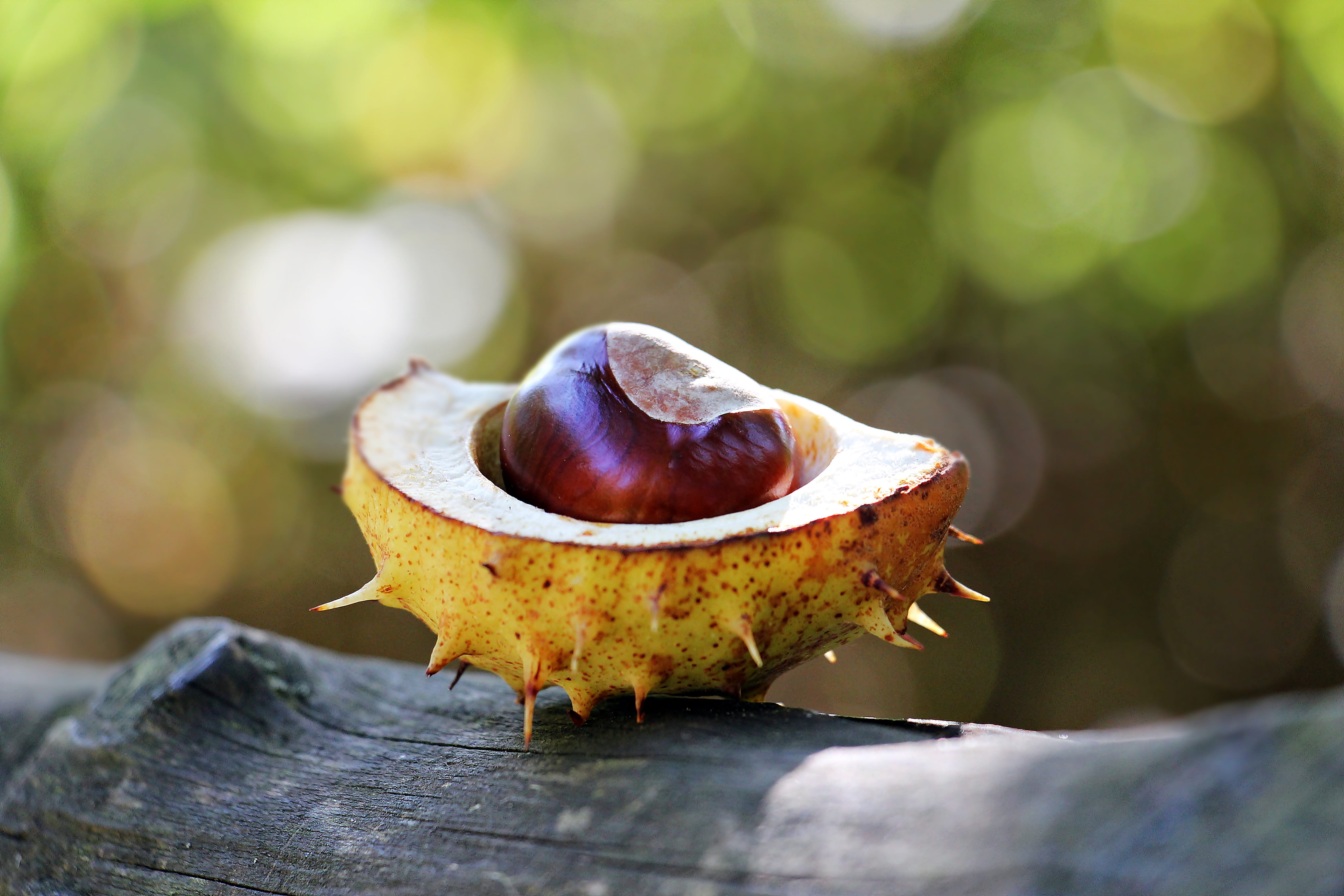 prickly, sleeve, 5K, wellbeing, background image, selective focus, no people, close-up, forest, tree, brown, sunlight, focus, chestnut fruit, autumn, open, HD Wallpaper