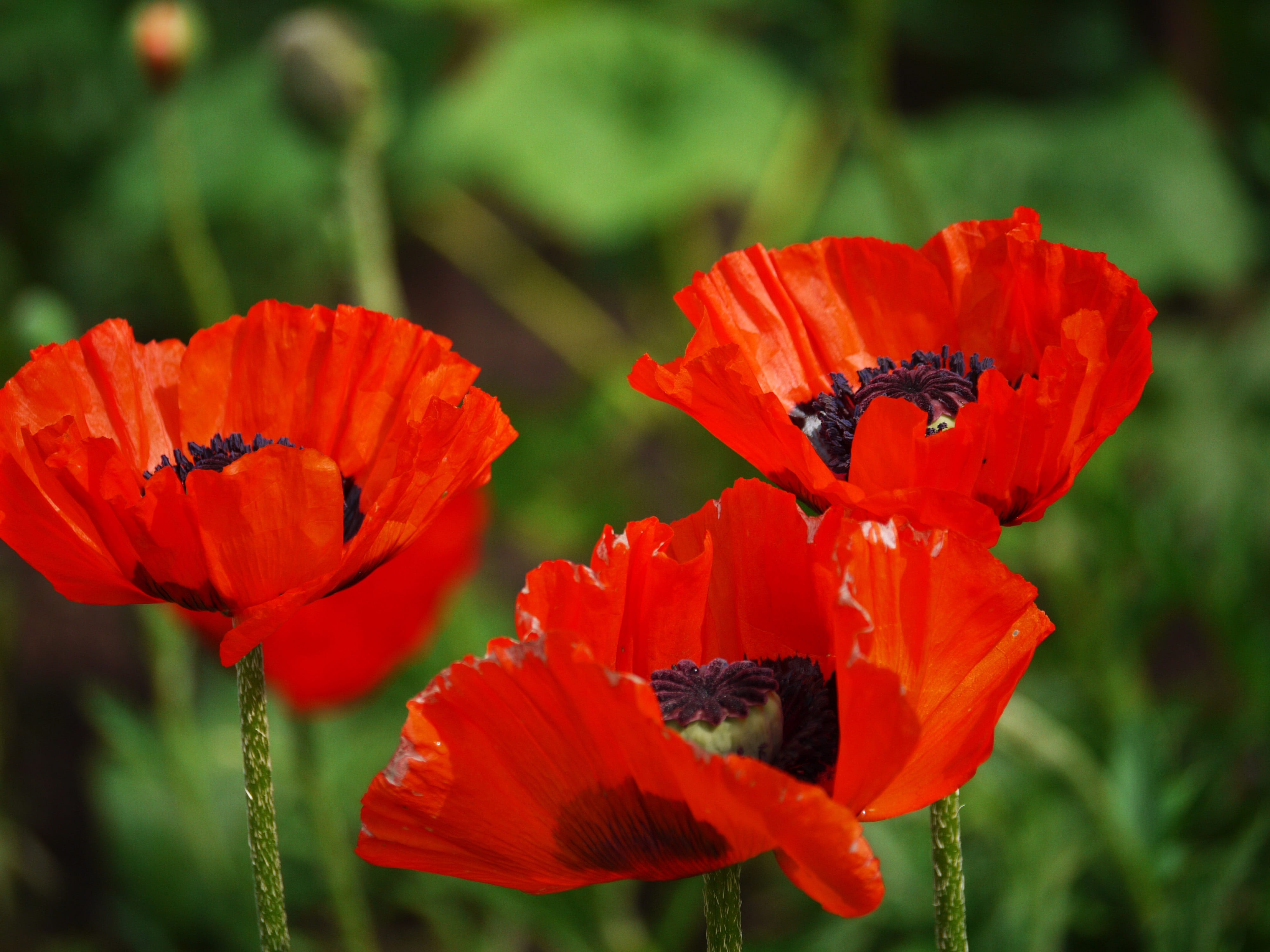 beauty in nature, orange, blossoms, petal, focus on foreground, three, meadow, close-up, open, rain field, triplets, 4K, red, inflorescence, poppies, blossom, HD Wallpaper