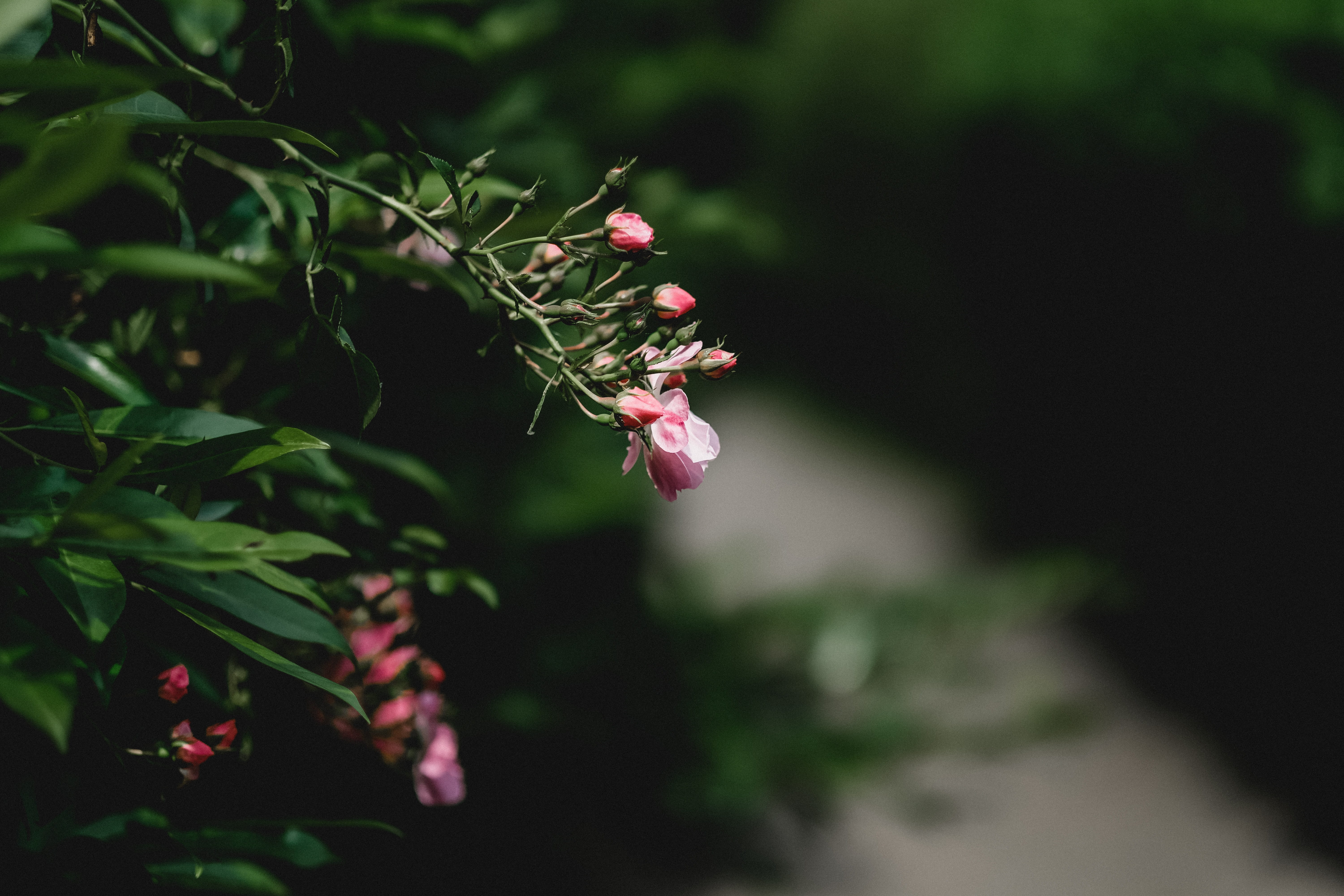 evening, springtime, open aperture, bush, growth, wildness, spiny, leaf, bloom, beauty in nature, petal, landscape, vulnerability, Rose Family, focus on foreground, HD Wallpaper