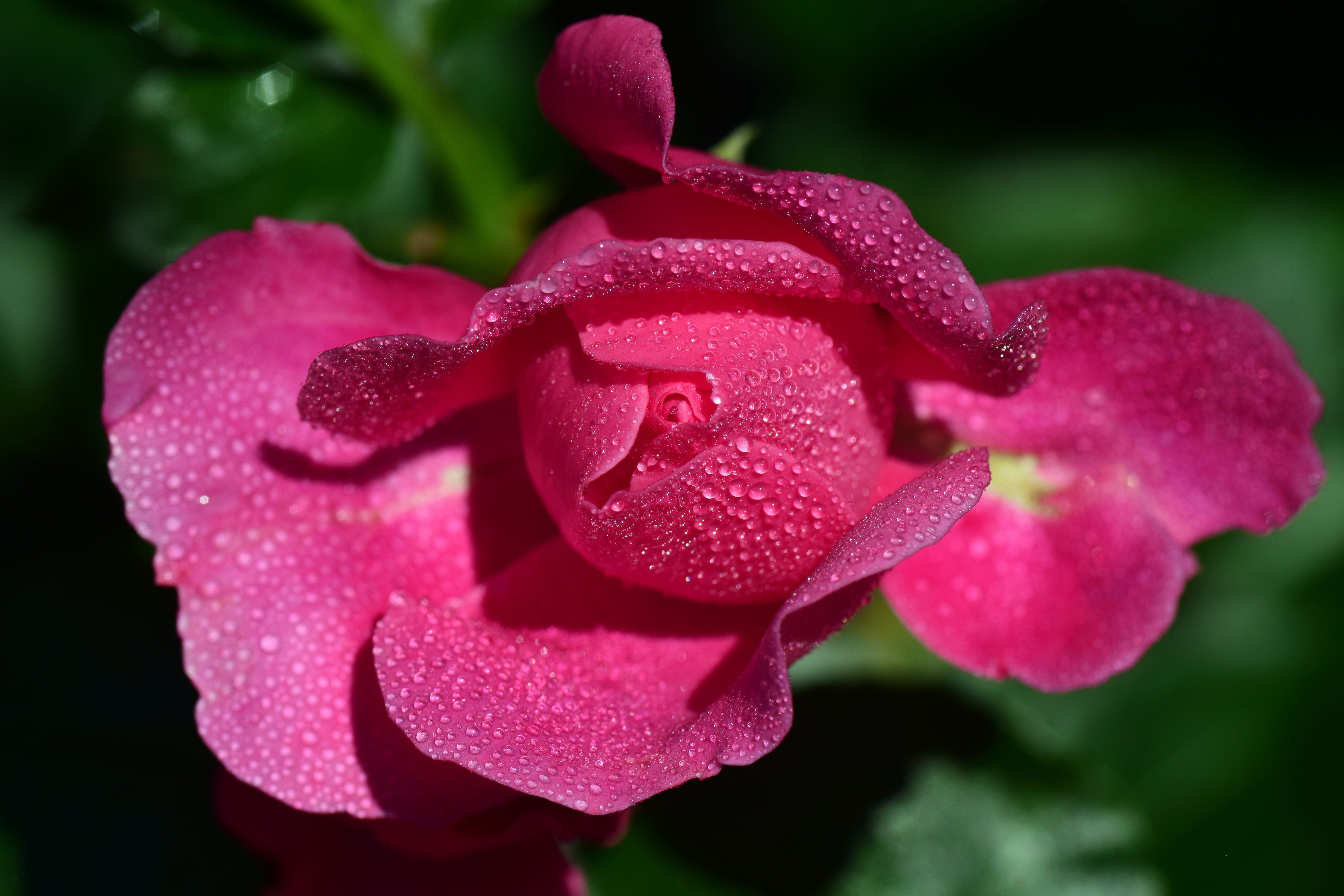 rose blooms, bloom, plant, petal, flower, moist, beauty in nature, romantic, nature, flower head, petaled, fragrance, dew, pink color, wet, outdoors, flower garden, HD Wallpaper