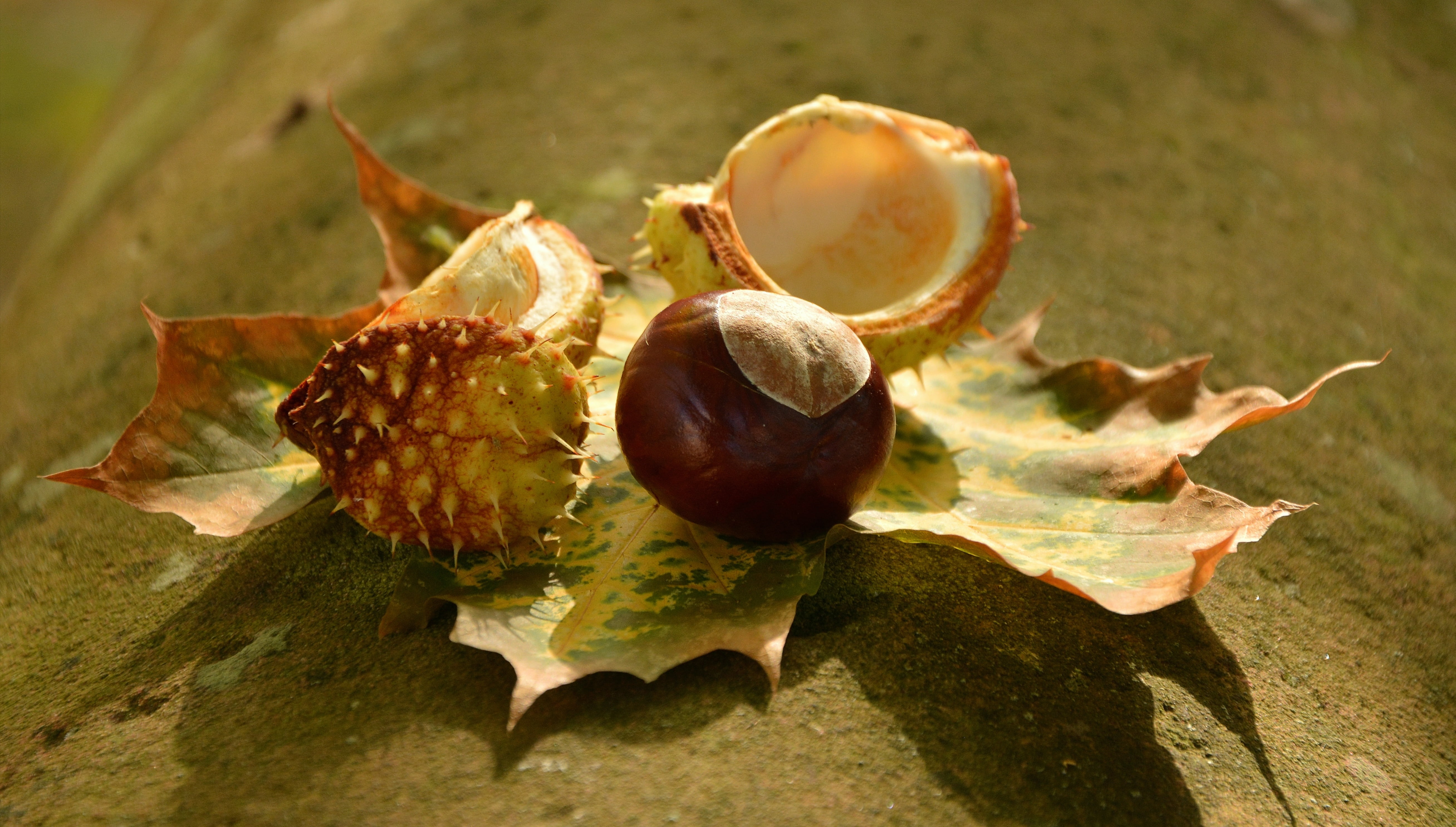 wellbeing, leaves, plant part, backgrounds, autumn fruit, plant, open, focus on foreground, chestnut, leaf, shell, 5K, tree, golden october, close-up, HD Wallpaper