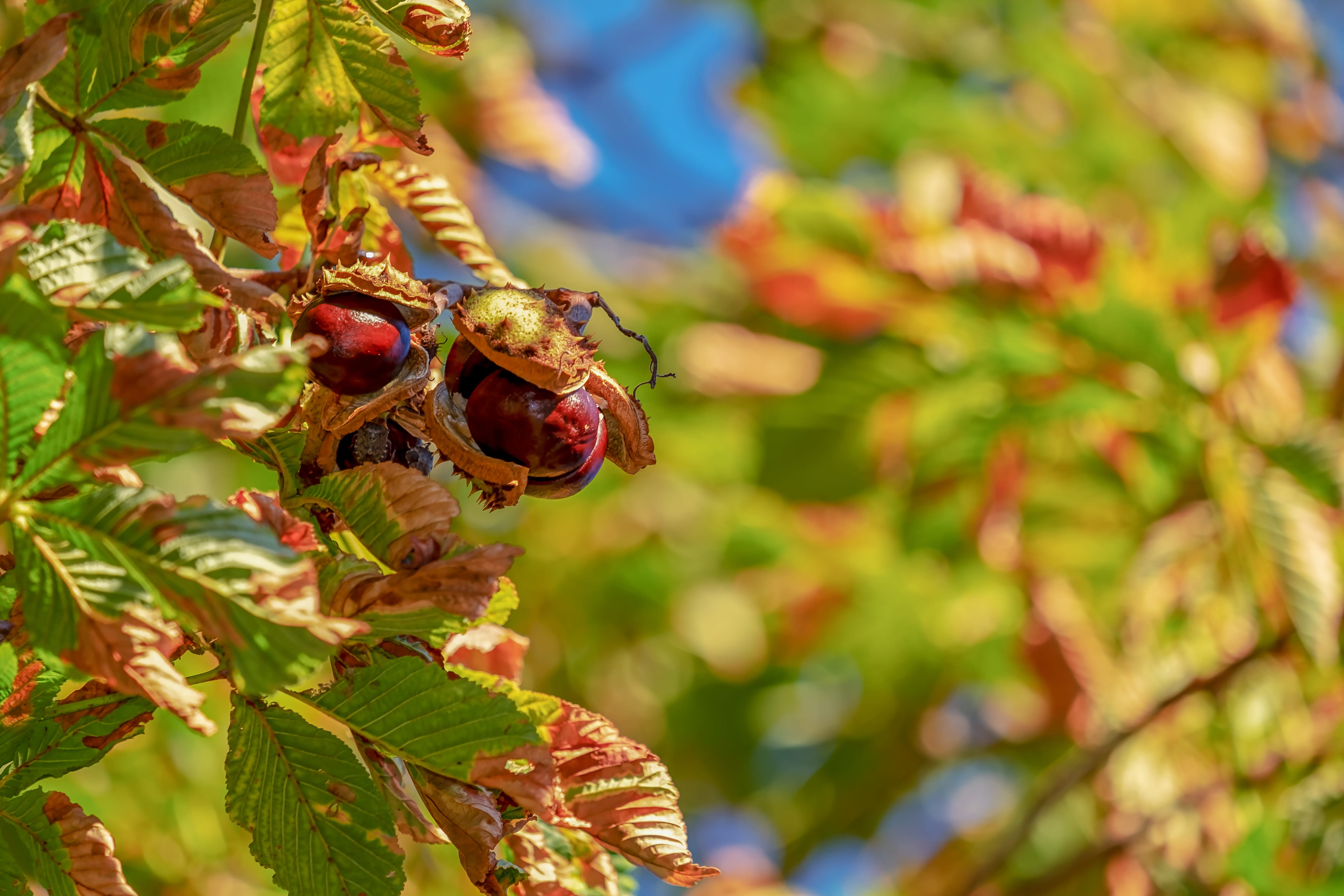 invertebrate, autumn, leaf, prickly, no people, plant, selective focus, pollination, animal, animal themes, open, animal wildlife, insect, close-up, plant part, HD Wallpaper