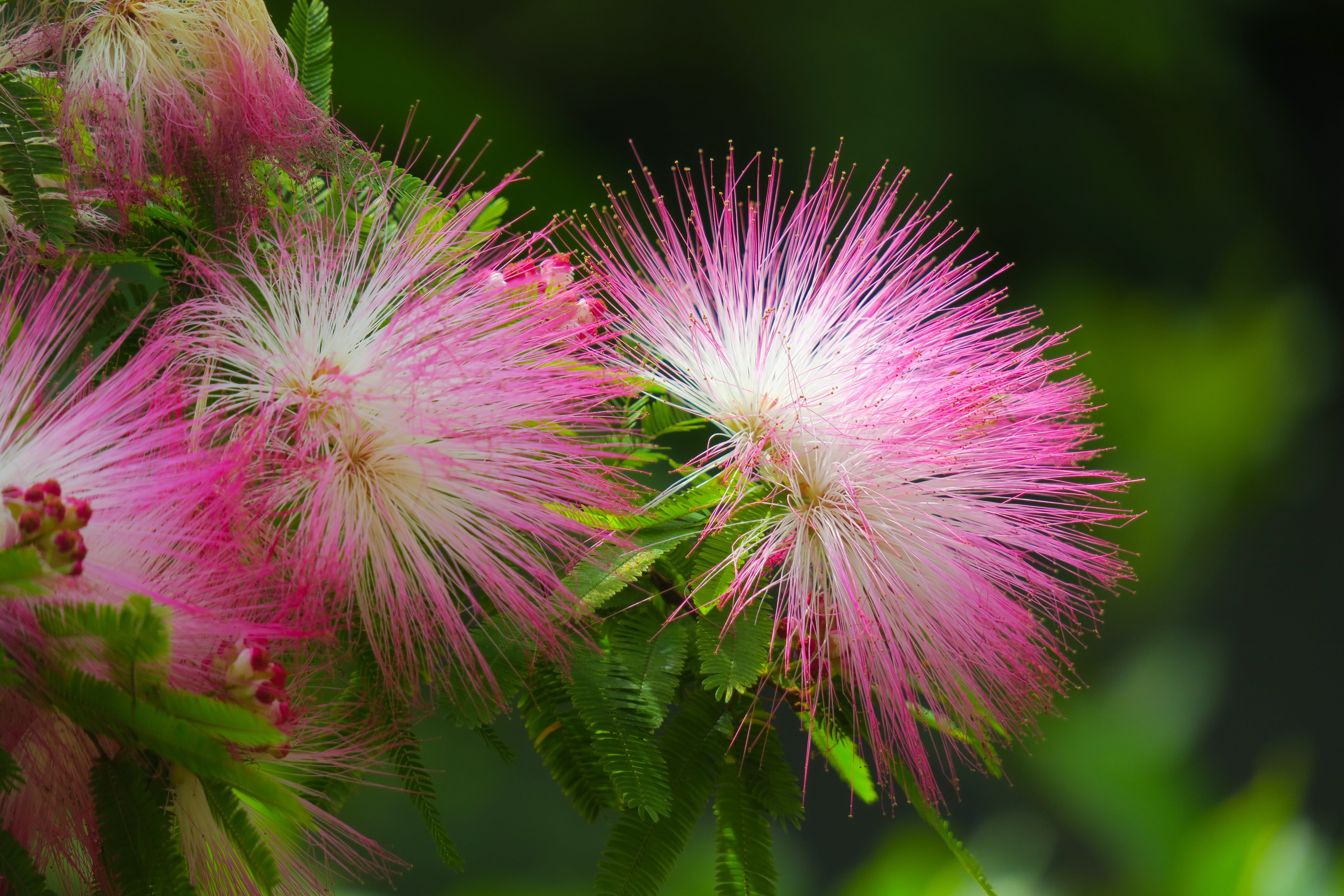 5K, plant, vulnerability, green color, flowers, petaled, closeup, acacia, bloom, pink, growth, white, park, nature, silk, leaf, flowers, fragility, fresh, HD Wallpaper