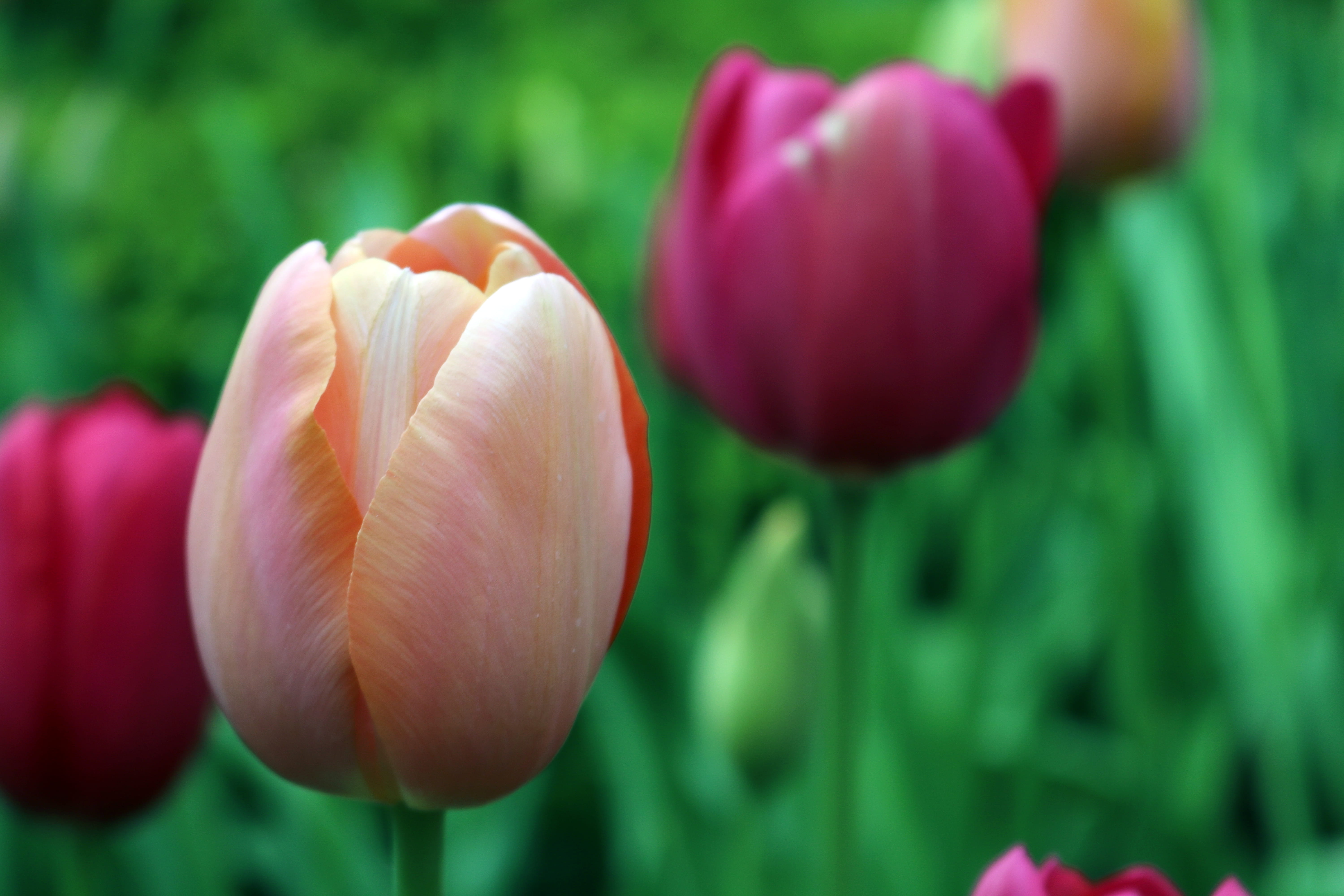 green Color, petal, flower, multi Colored, vulnerability, freshness, field, summer, flowering plant, no People, blossom, photography, petaled, closeup, HD Wallpaper