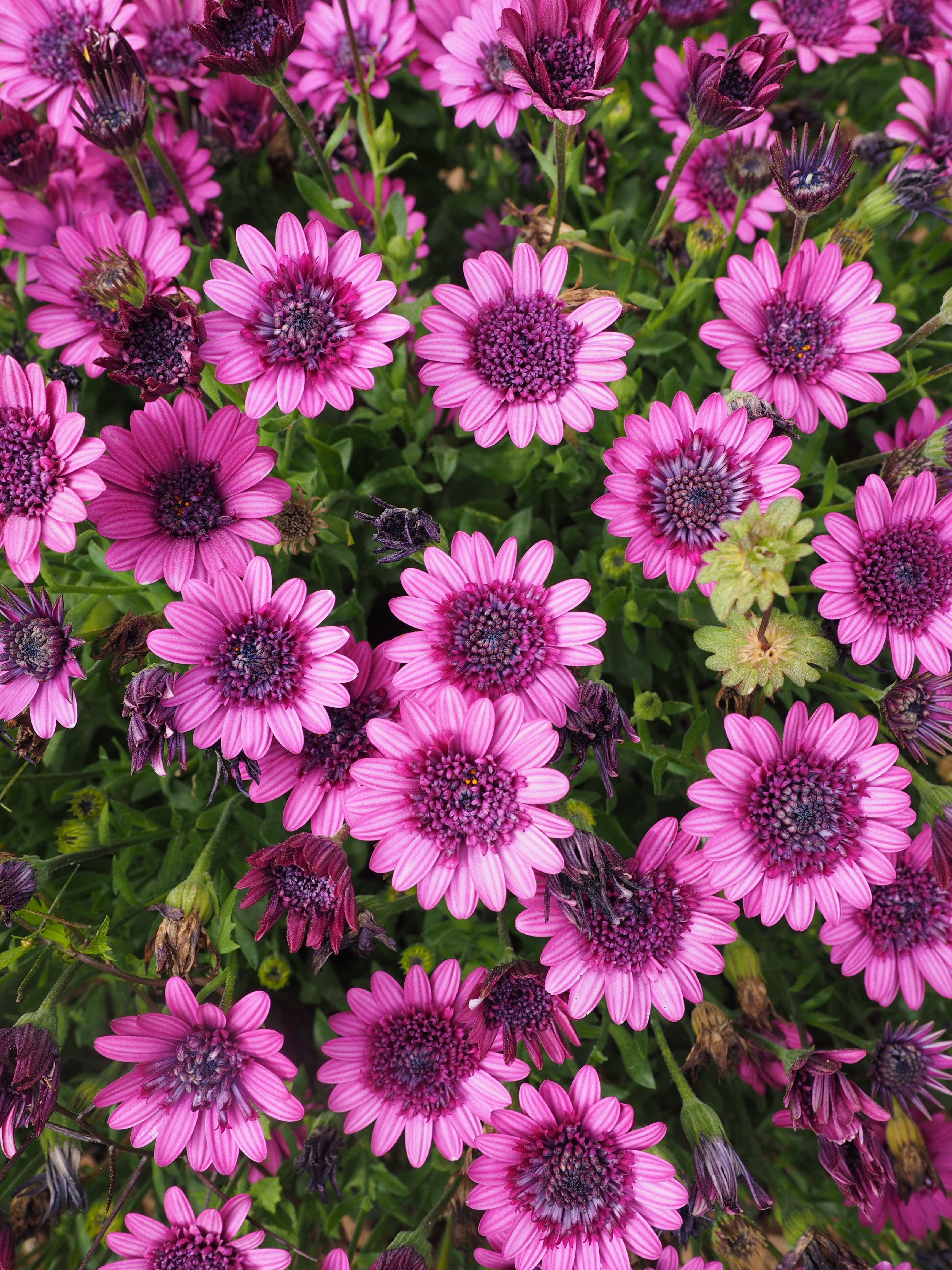bornholm marguerite, fragility, daisy, abundance, bloom, asteroid asteraceae, flower head, vulnerability, blossom, backgrounds, flore, high angle view, Phone HD Wallpaper