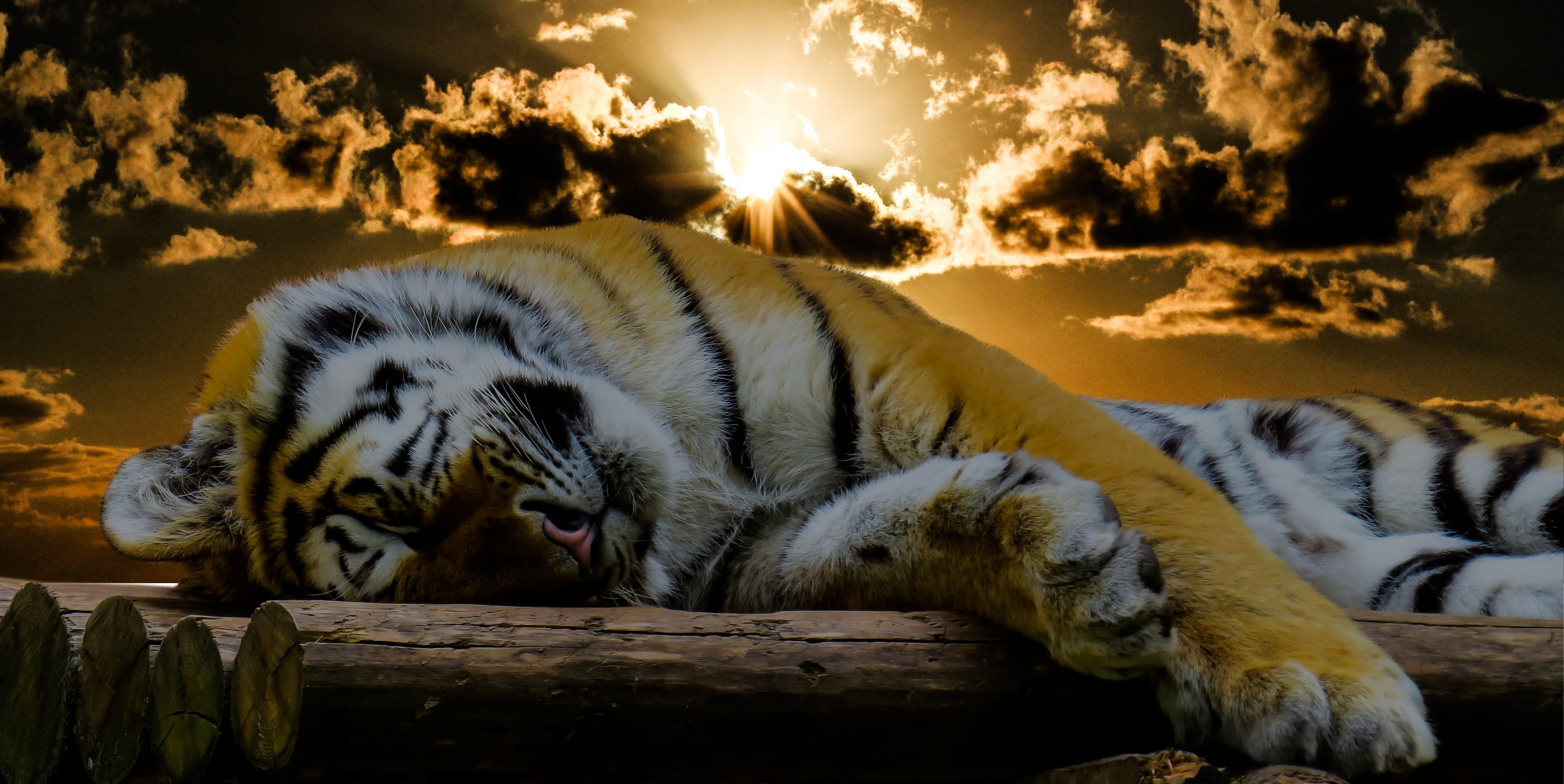 sky, white tiger, cat portrait, dream, animal wildlife, relaxation, logs, lazy, big cat, tiger, mood, sleep, no people, wood, feline, carnivora, animals in the wild, HD Wallpaper