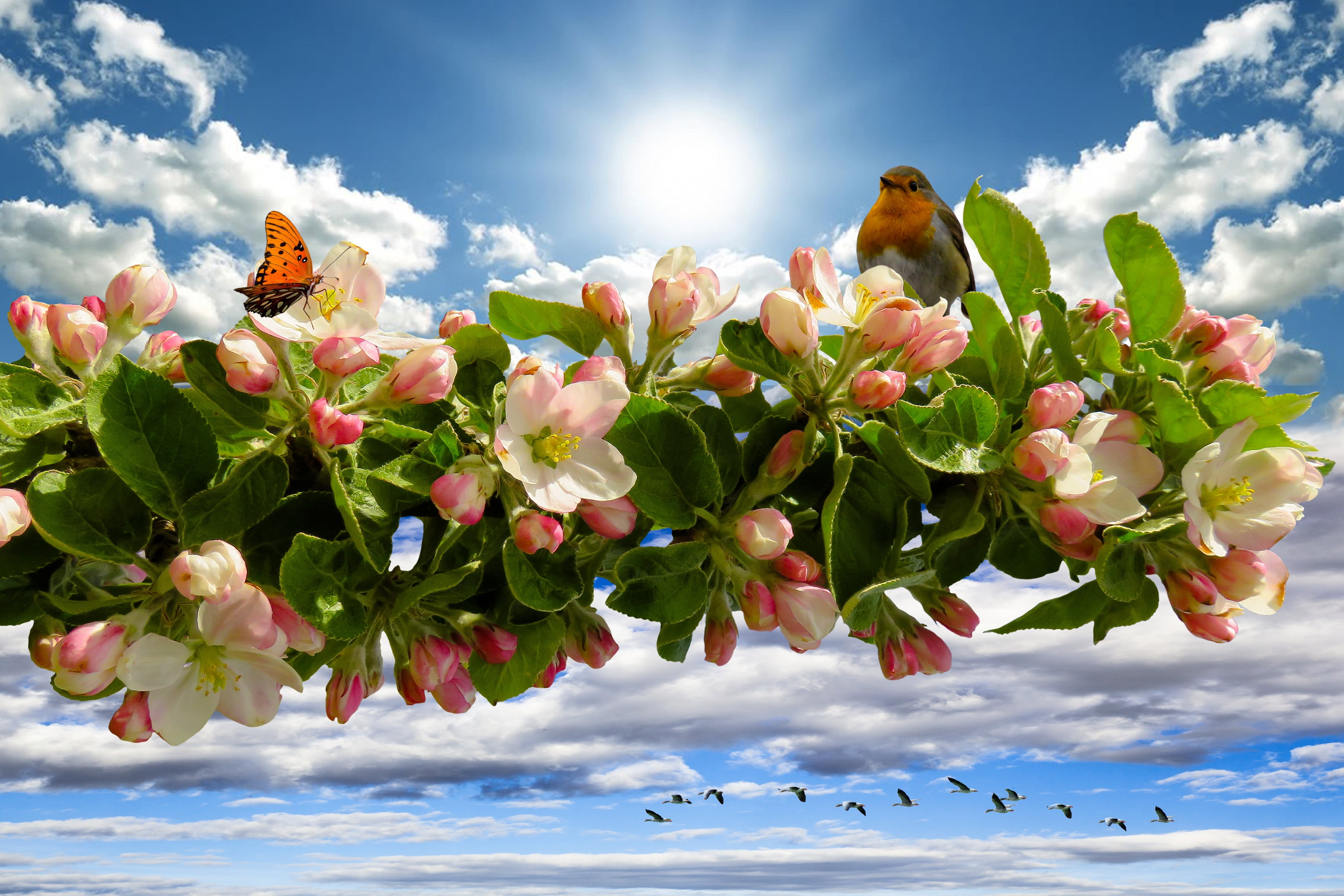 bunch of flowers, apple tree flowers, apple tree, 2K, branch, butterfly, robin, cloud - sky, fragility, fruit, leaf, leaves, close, vertebrate, outdoors, HD Wallpaper