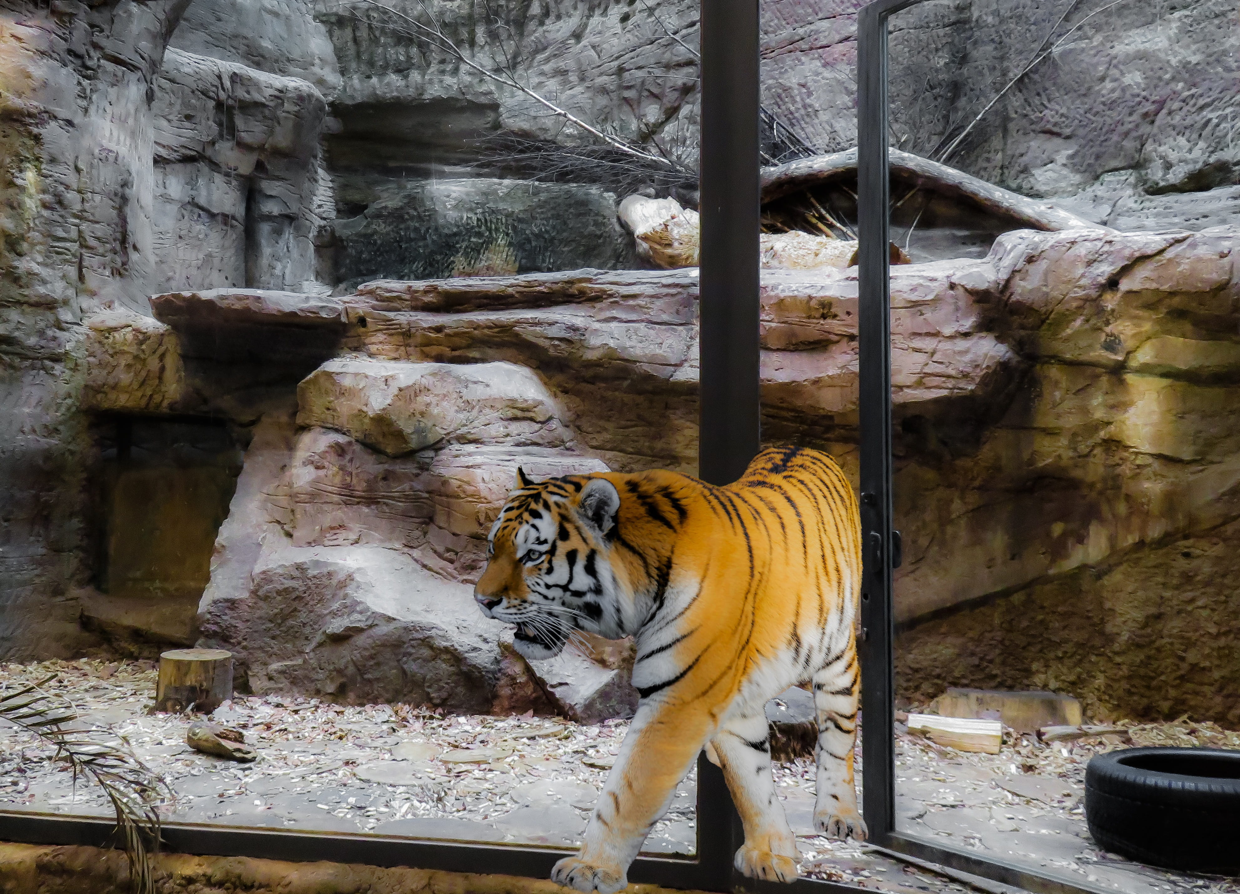 tiger, Tiger, mammal, animal markings, cage, zoo, outdoors, animals in the wild, Animal, dom, outbreak, day, carnivora, cat, 4K, animals in captivity, HD Wallpaper