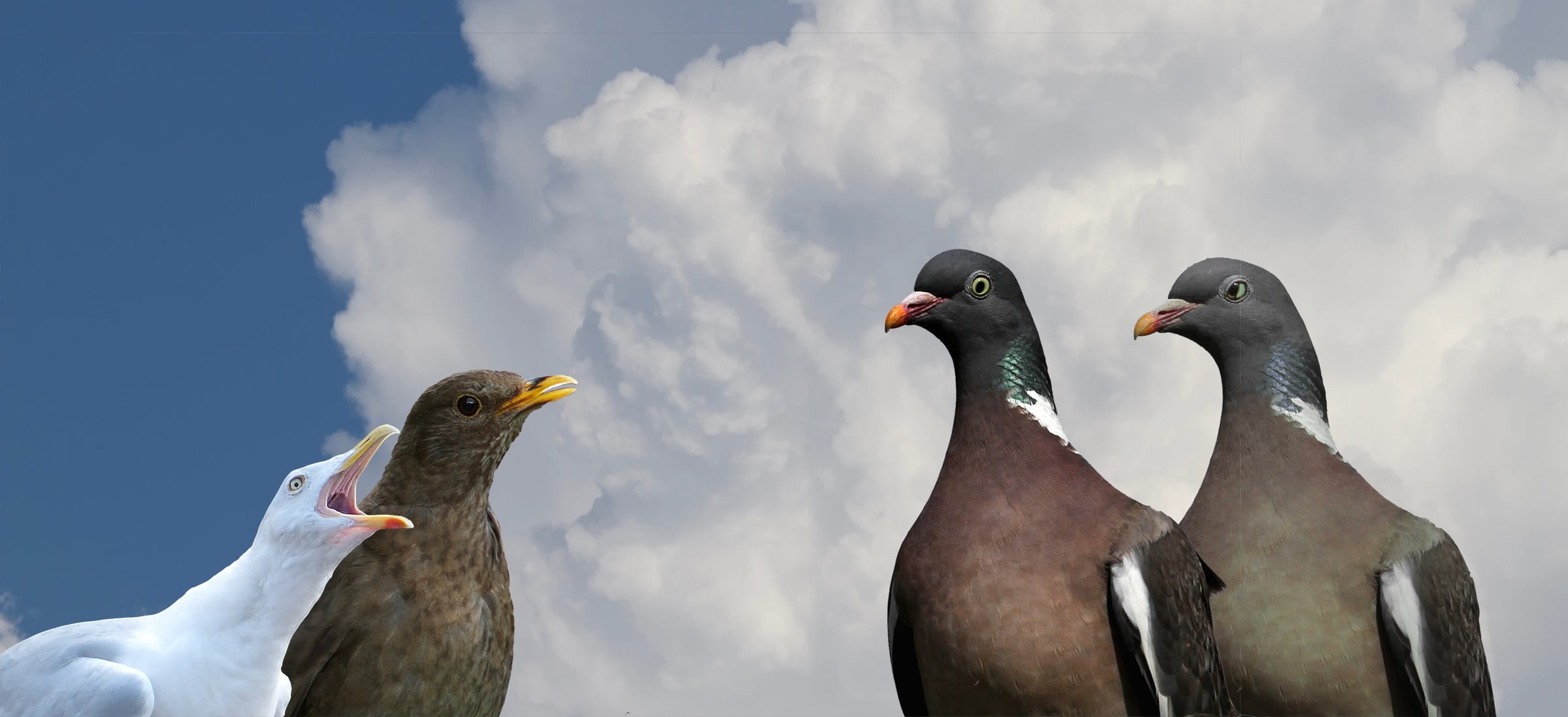 beauty in nature, blackbird, no people, mouth open, dove, togetherness, outdoors, two animals, close-up, one, 1080P, three, animals in the wild, animal, HD Wallpaper