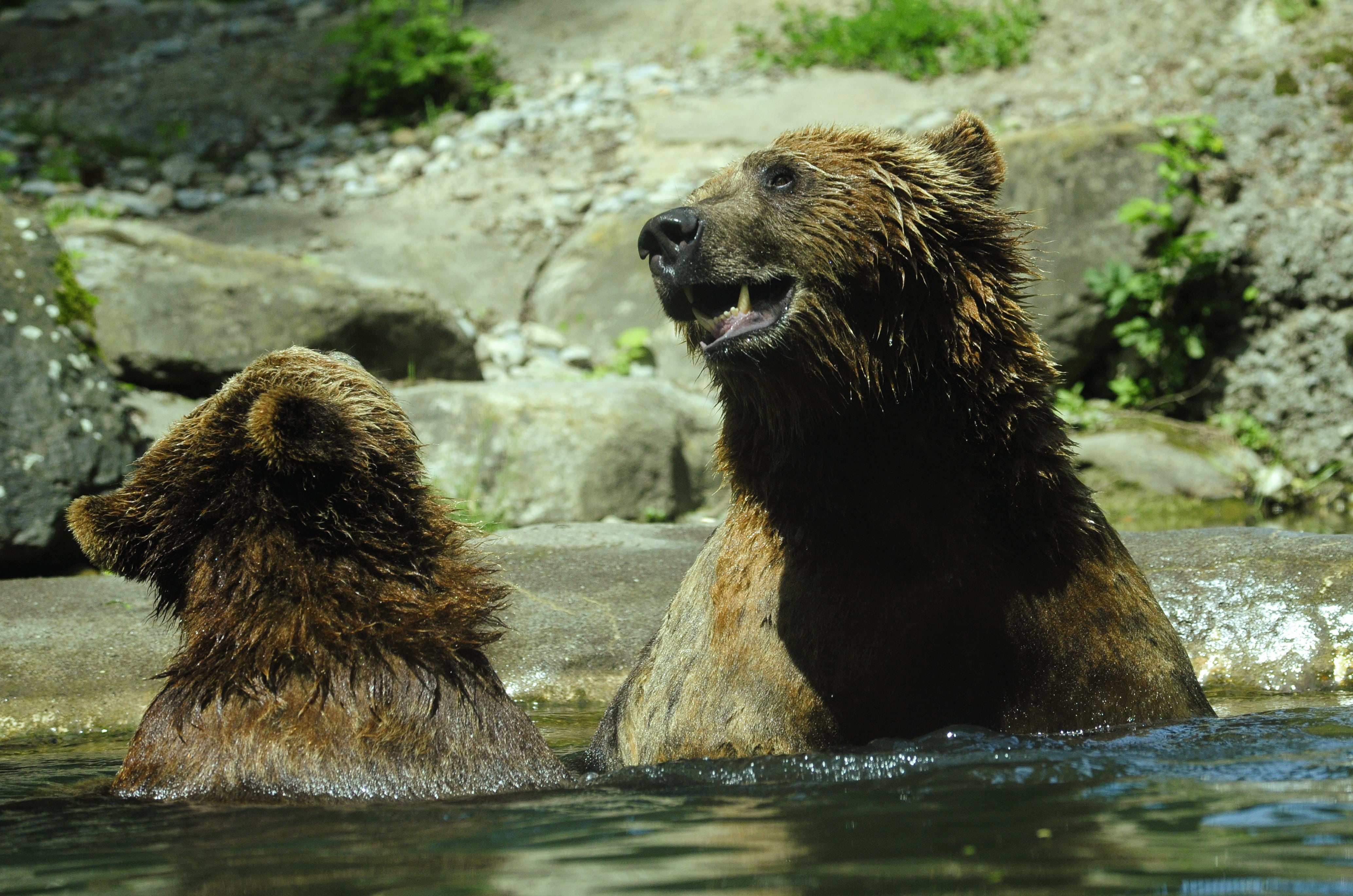 grizzly bear, aggression, playful, ursus arctos, grizzly, animal themes, inject, brown bear, river, tooth, animal wildlife, shake, animal, wet, no people, HD Wallpaper