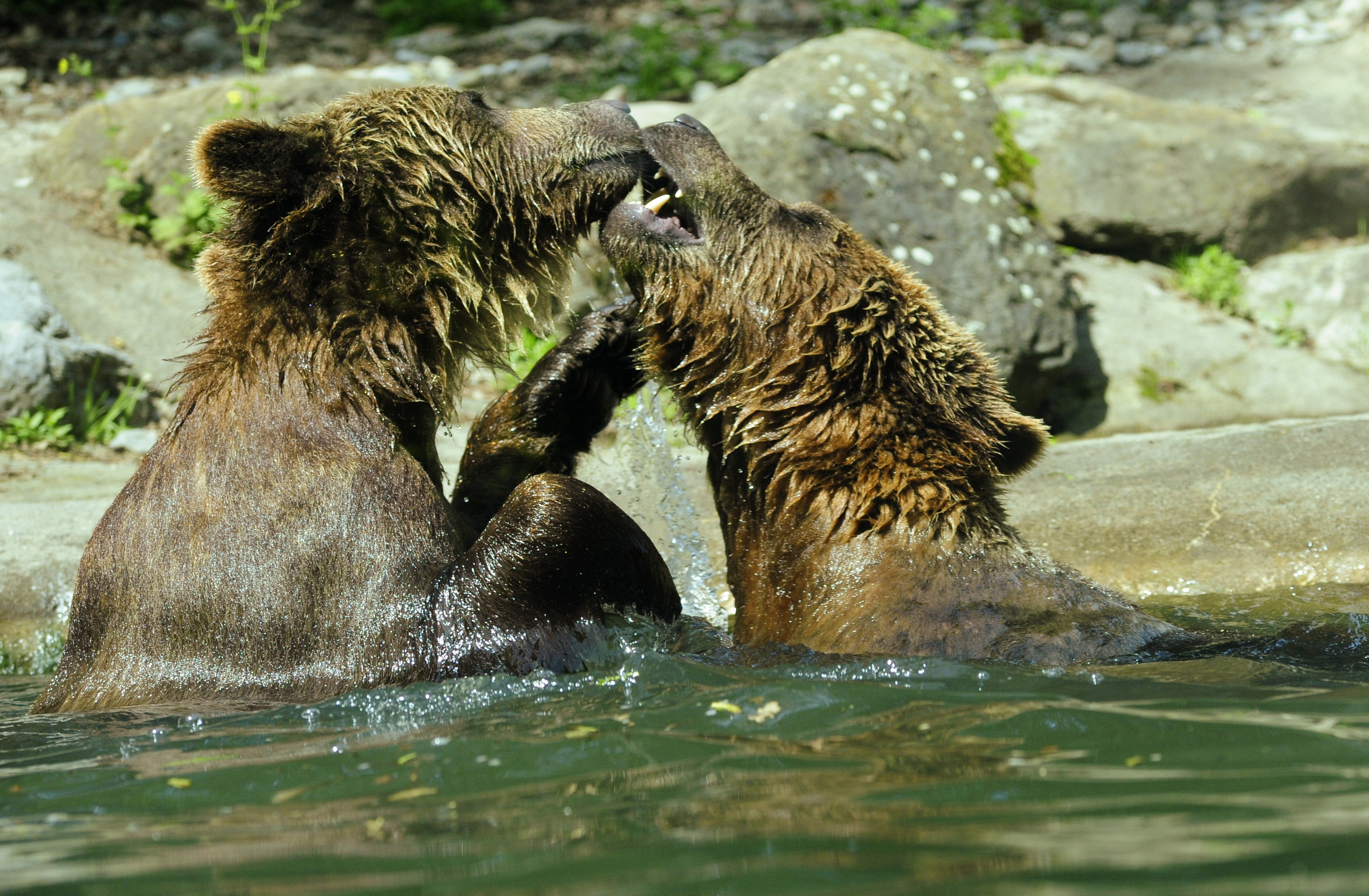 playful, animal wildlife, tooth, inject, two animals, bad, great, brown bear, rock - object, paws, paw, 4K, ursus arctos, vertebrate, rivals, splashing, HD Wallpaper