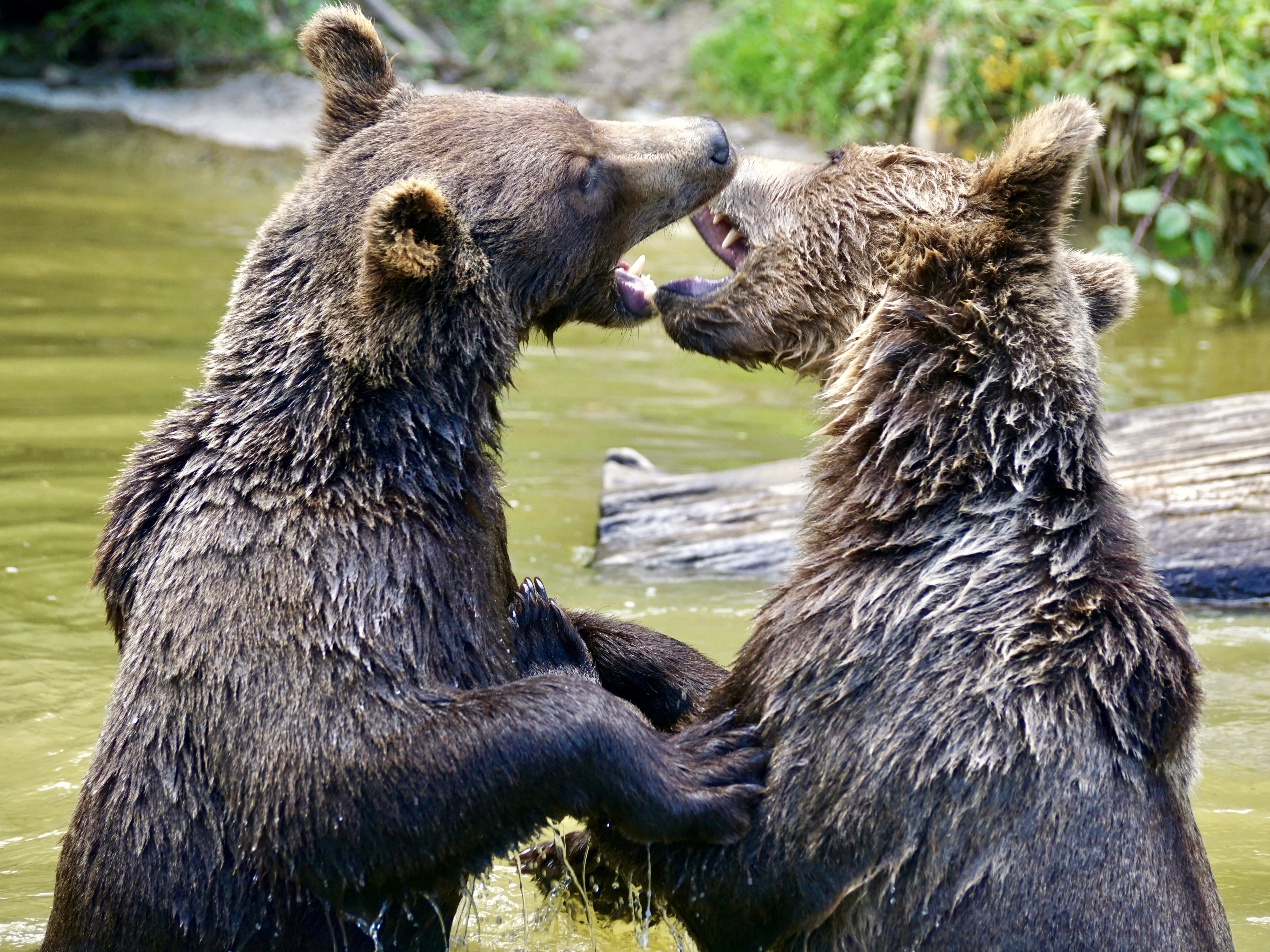 waters, wildlife park, swim, young bear, anger, paw, animal, vertebrate, water splashes, conflict, claw, pleasure, animal behavior, bad, Brown Bears, brothers, HD Wallpaper