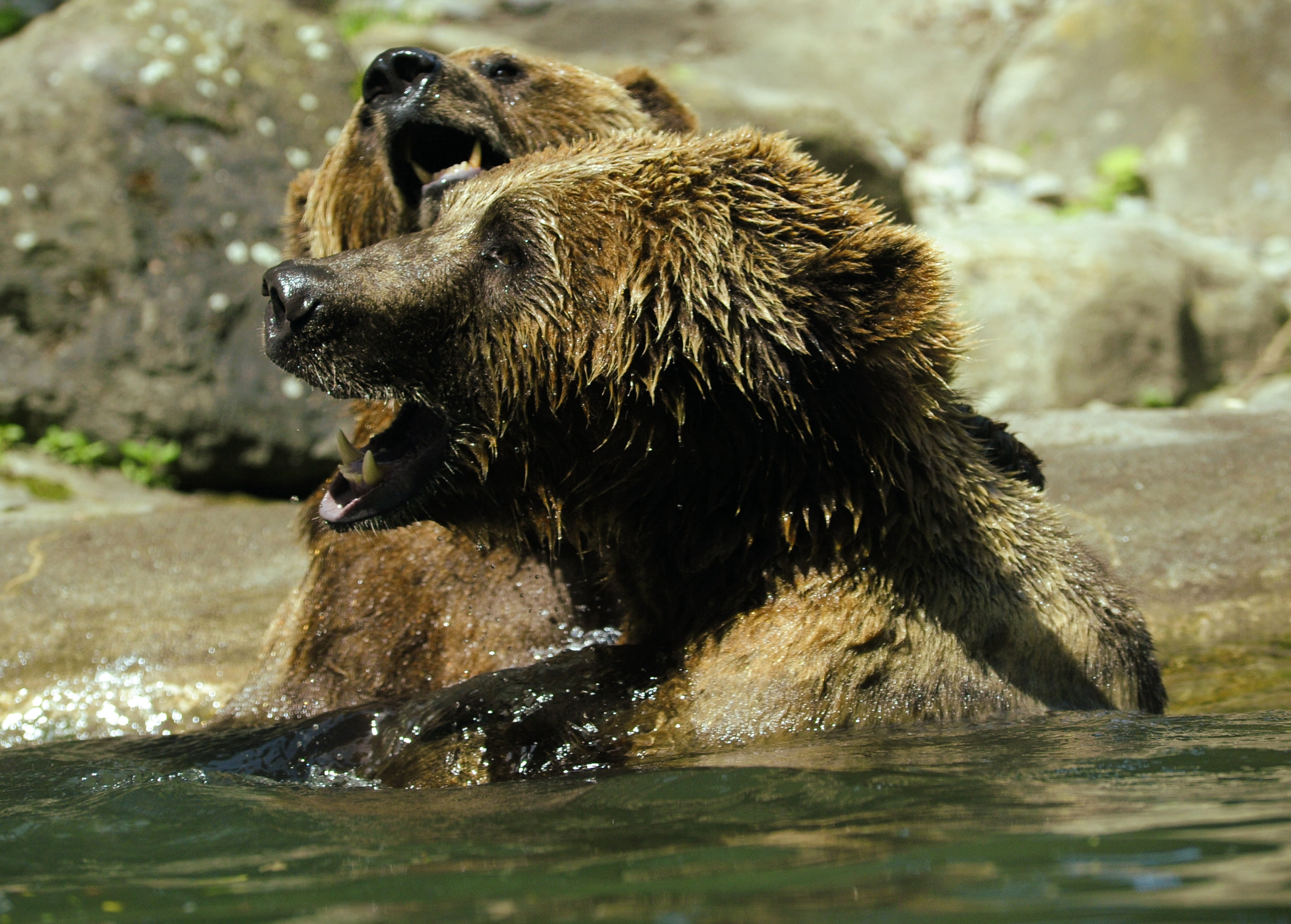 aggression, fur, fight, bear, animal themes, fangs, day, inject, nature, outdoors, splashing, mouth, one animal, wash, rivals, paw, no people, mammal, animal, HD Wallpaper
