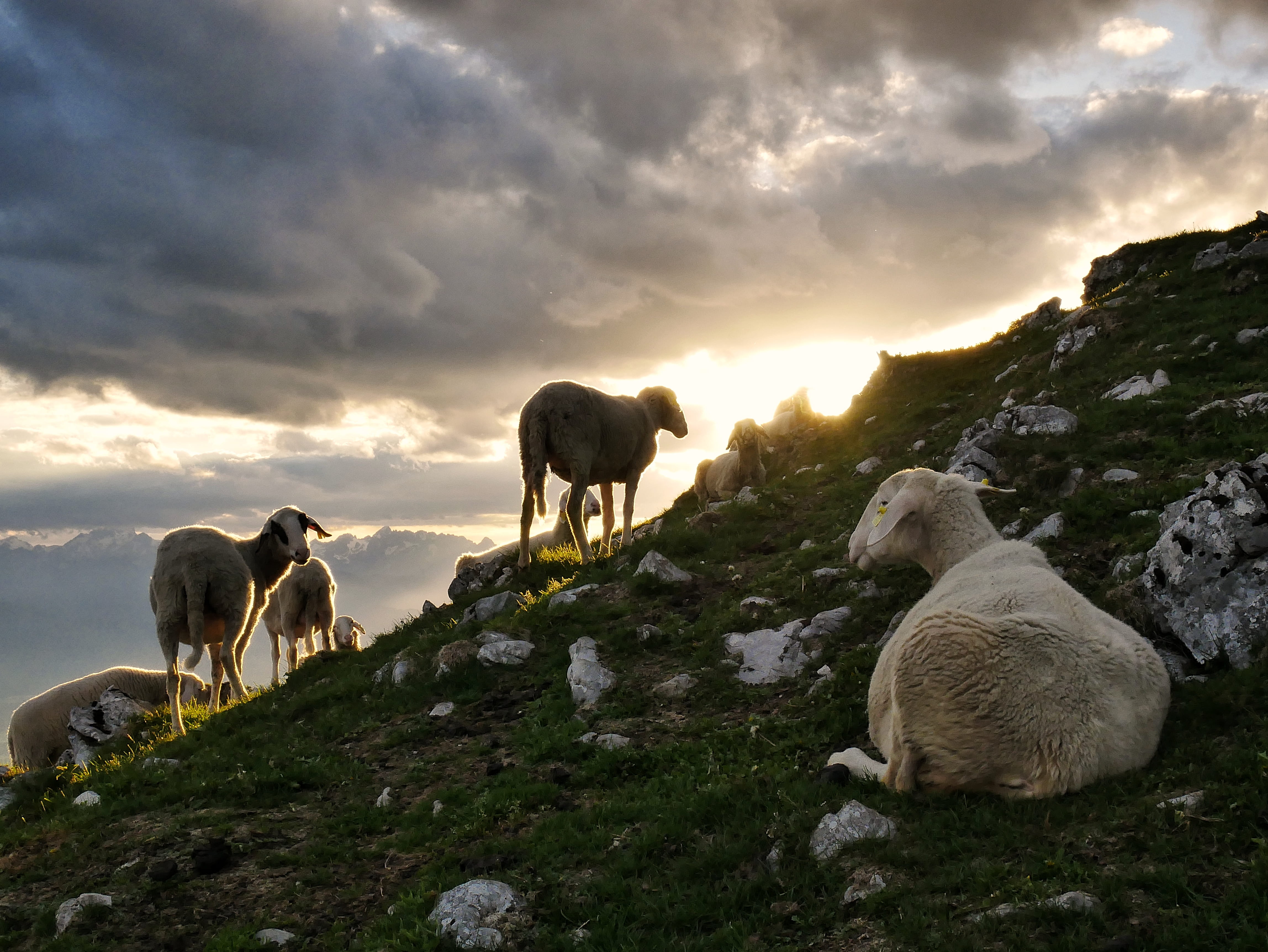 day, lying, time, animal themes, rock - object, field, 4K, group of animals, fur, rock, contraluz, vertebrate, landscape, environment, goat, cloud - sky, HD Wallpaper