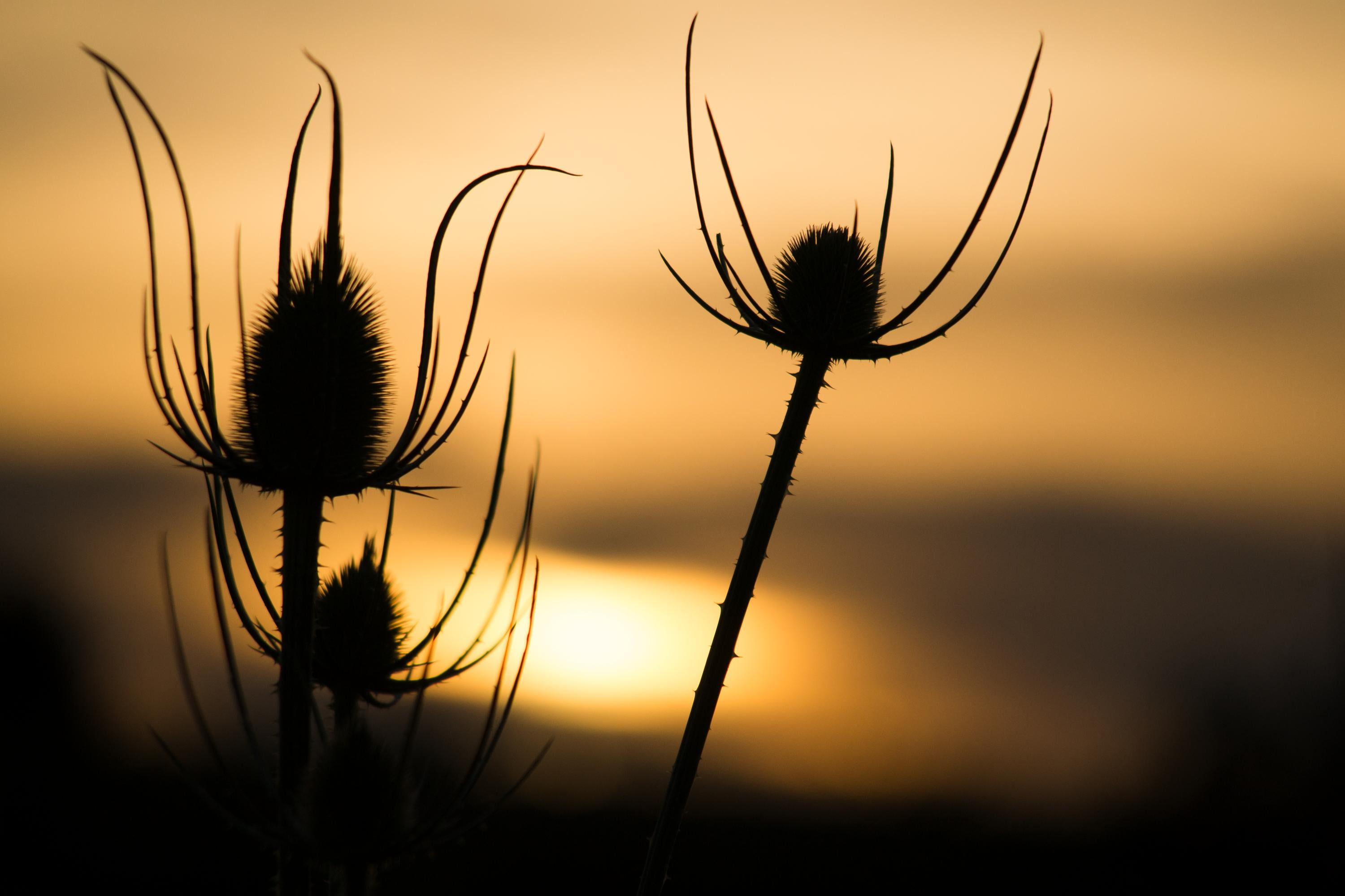 2K, Coucher de soleil, plant, nature, summer, NIKKOR, three, sunset, dandelion, buds, silhouette, HD Wallpaper