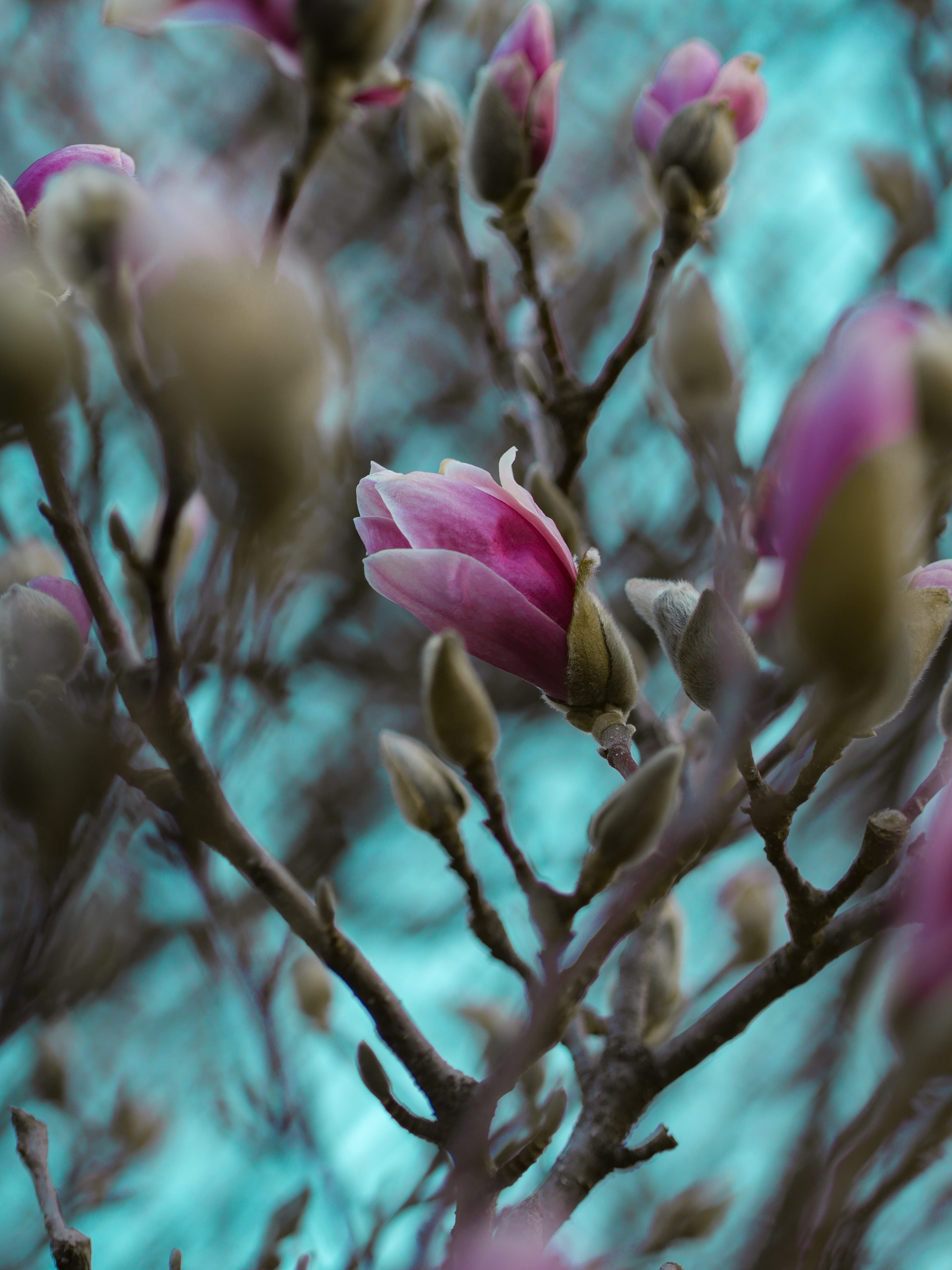 teal backgrounds, blue, shallow, nature, focus, pink, flowers, flower head, femme, bud, bloom, outdoors, flowering plant, 5K, branch, magnolia flower, Phone HD Wallpaper