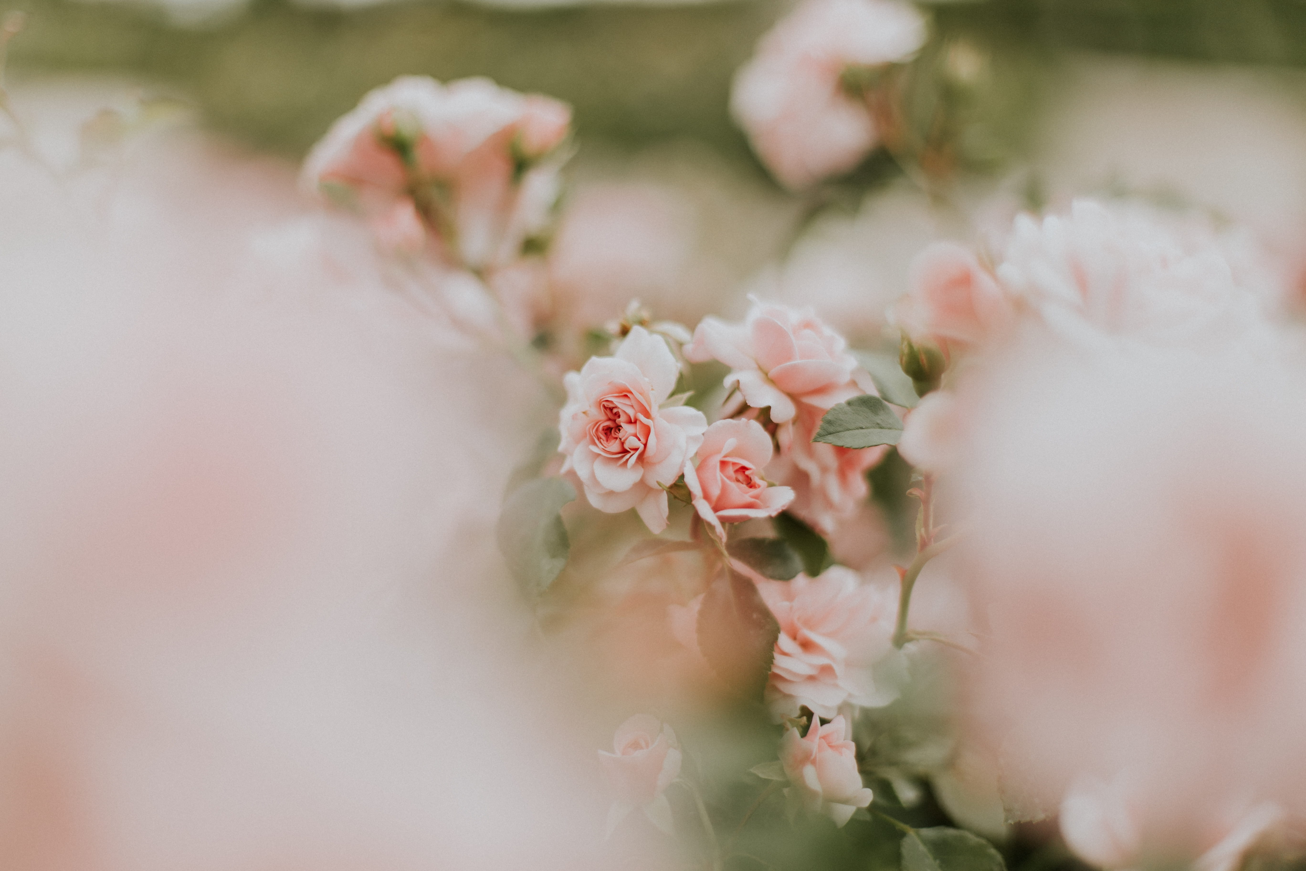 depth of field, flowers, blossom, fragile, bouquet, rose, botanical garden, pink color, 5K, vulnerability, selective focus, plant, pink, botanical, flower head, HD Wallpaper