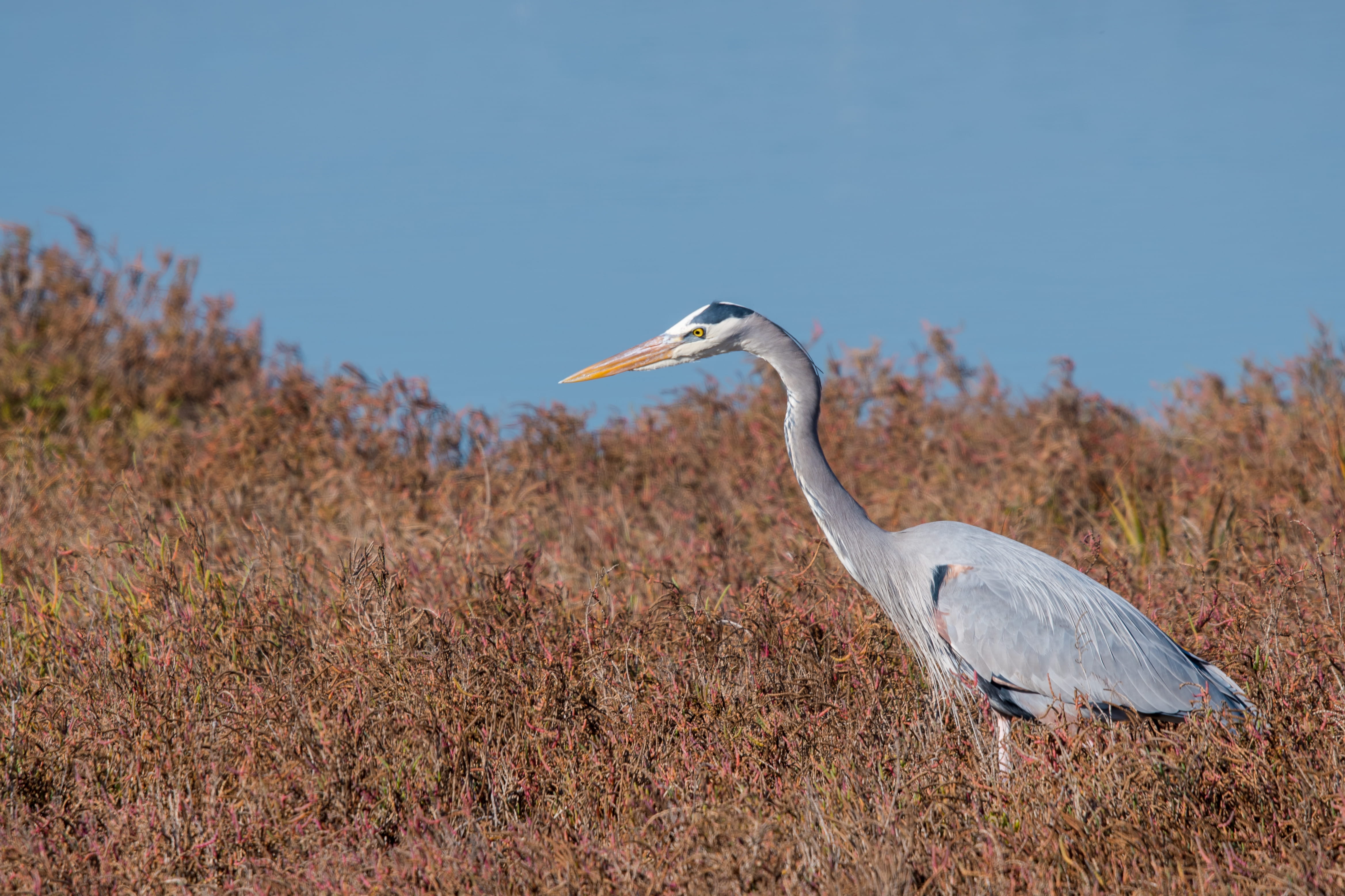 animal wildlife, animal neck, outdoors, vertebrate, nikon d7500, plant, bolsa chica ecological reserve, bolsa chica wetlands, california, sky, huntington beach, HD Wallpaper