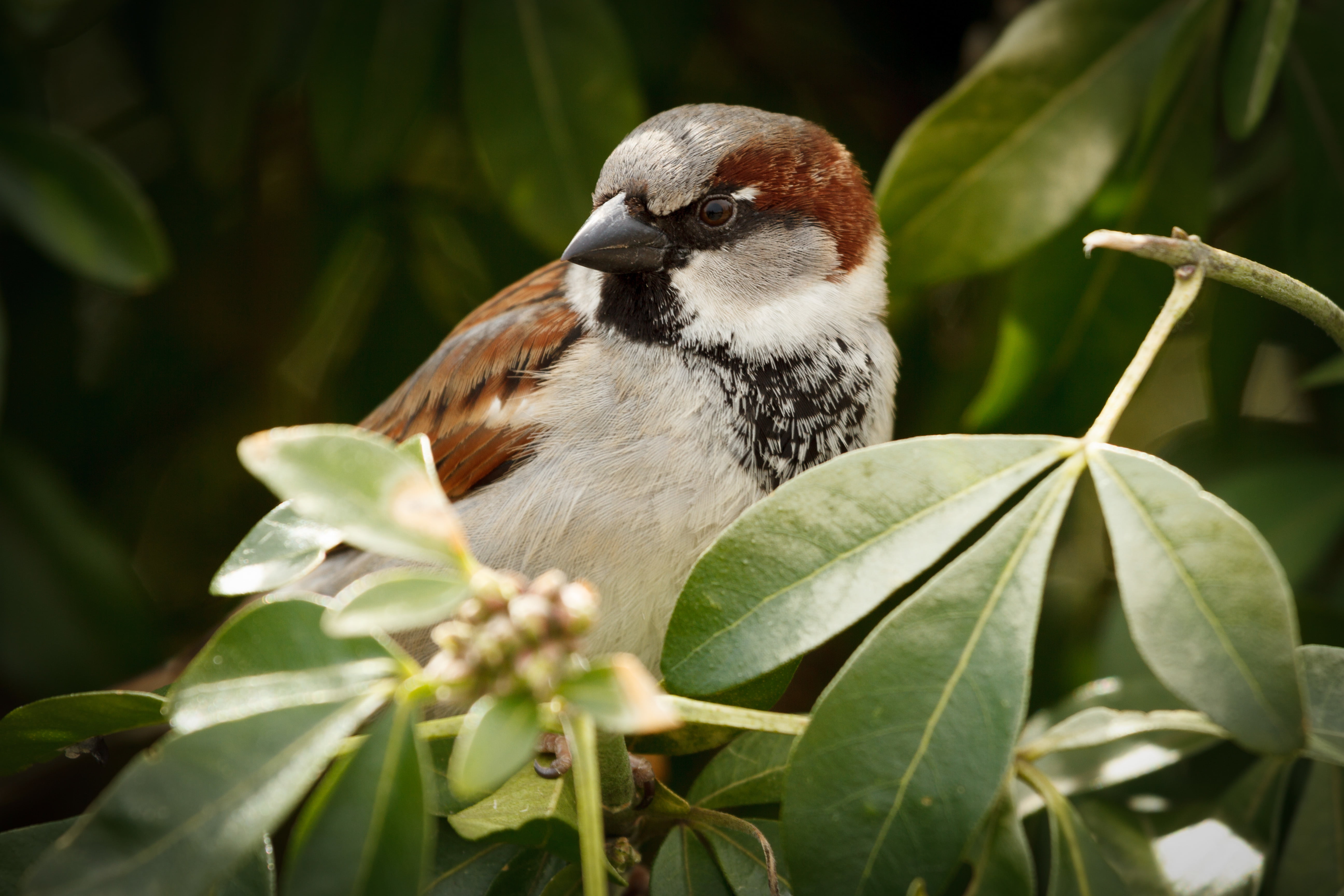 widescreen, focus on foreground, plant, bird, animals, animal themes, background, beauty in nature, close-up, 5K, plant part, HD, fullscreen, HD Wallpaper
