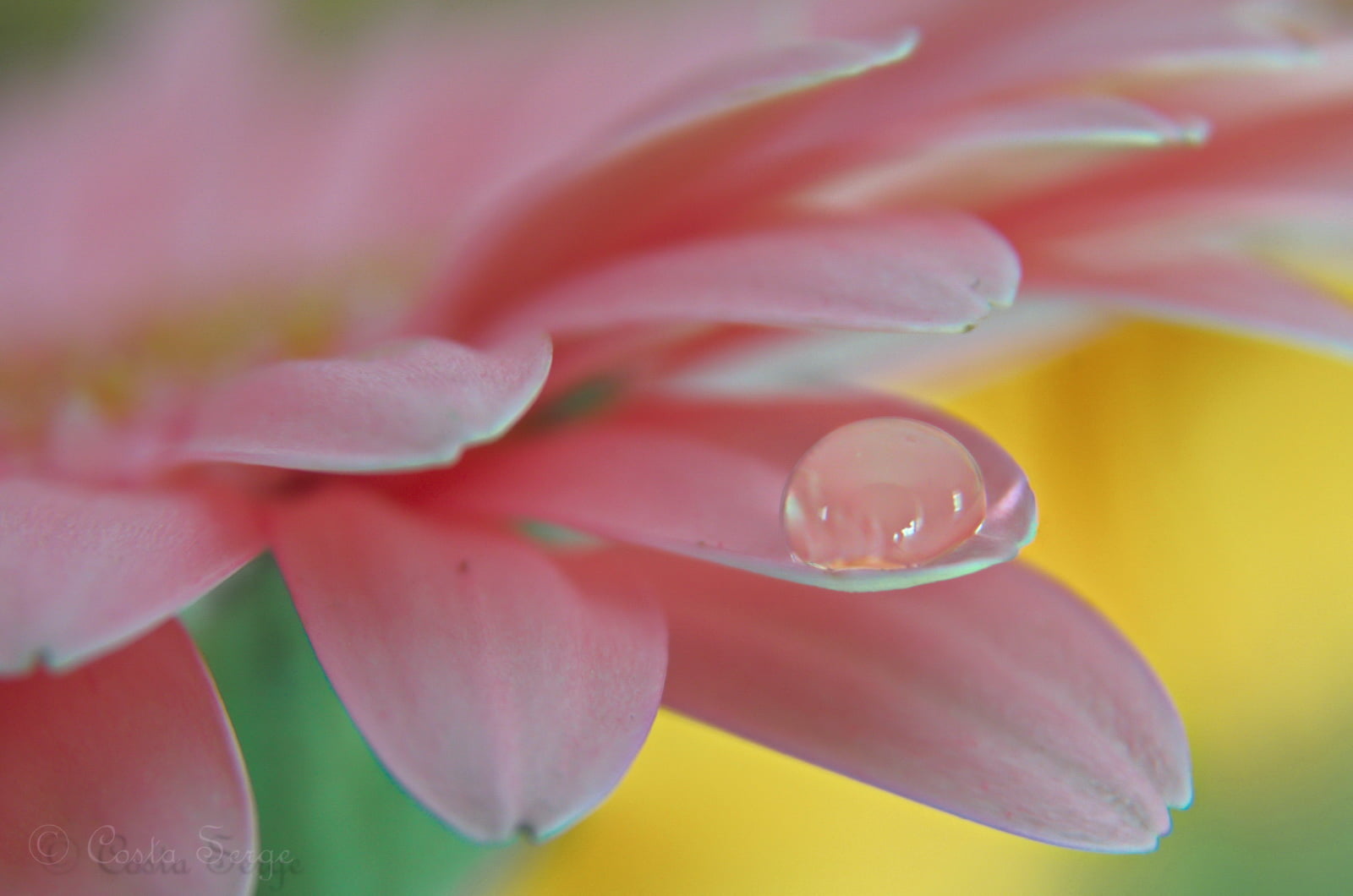 shot, close-up, flou, on top, goutte, color, flower Head, petal, rose  pink, plant, water, pink, eau, top, macro shot, nature, droplet, macro, La, close up, HD Wallpaper