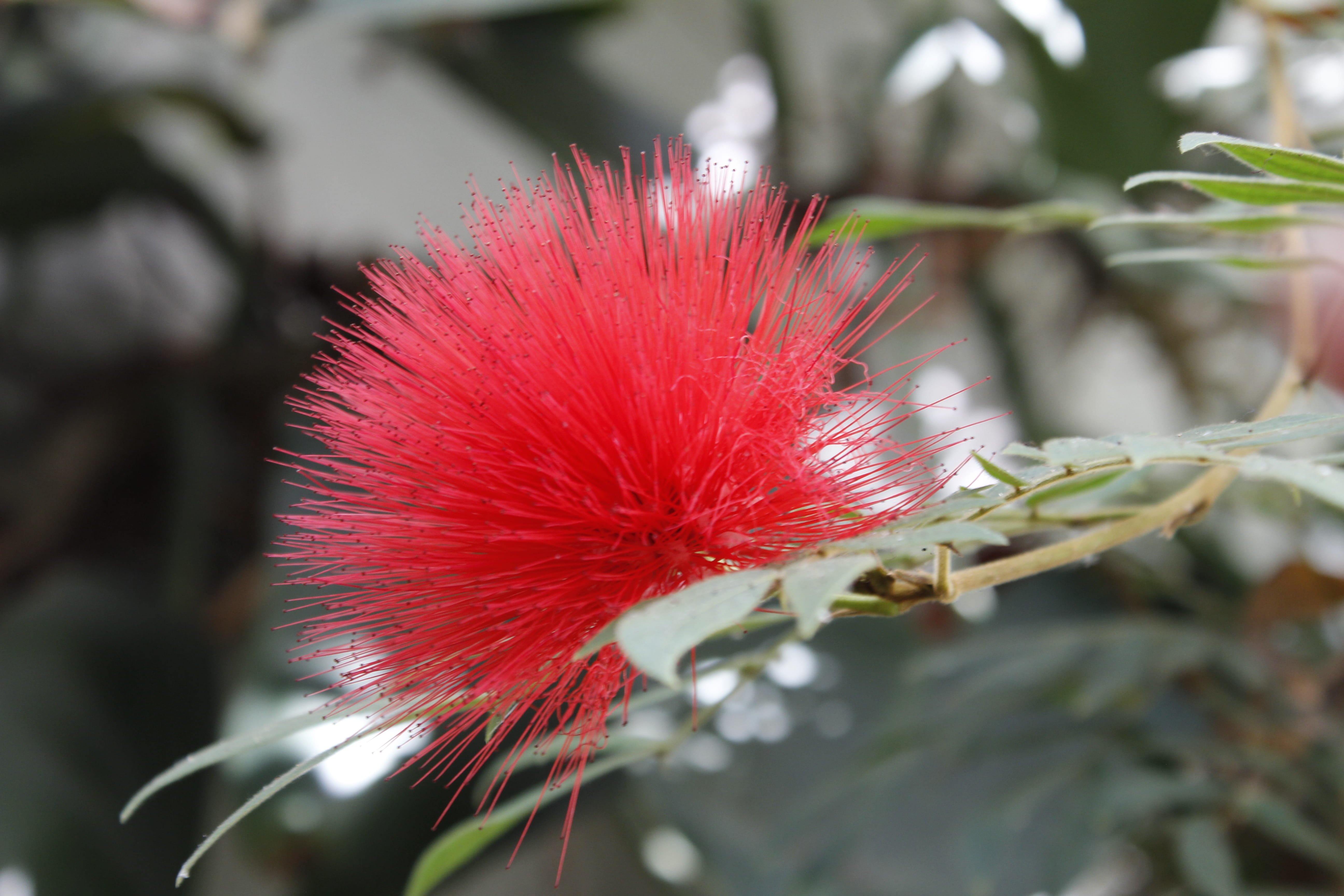 soft focus, nature, softness, outdoors, pollen, parc naturel départemental de vaugrenier., red, growth, love, amour, villeneuve-loubet, 5K, plant, selective focus, HD Wallpaper