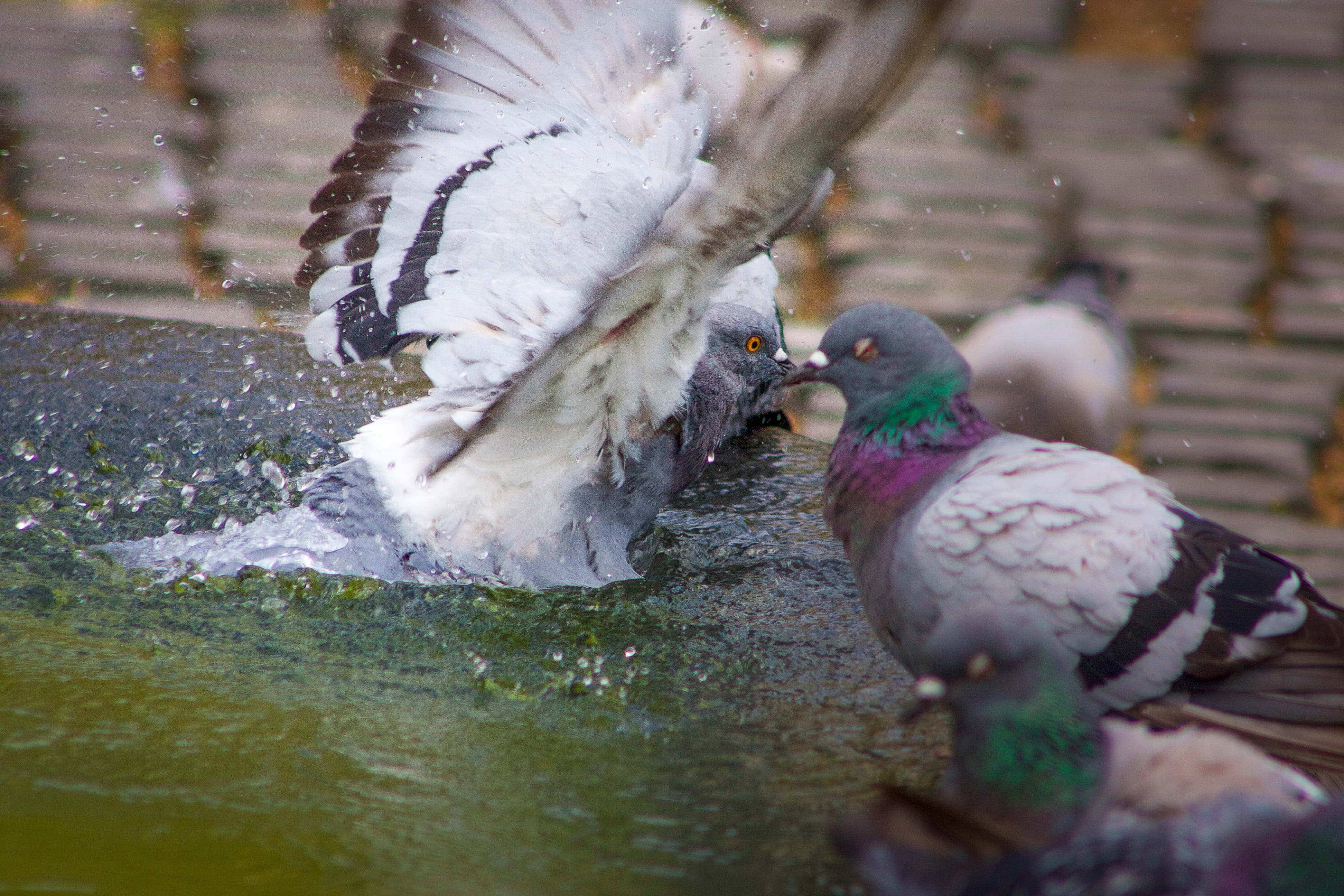 animal, bises, animal themes, nature, besos, bird, beso, day, poultry, bisou, group of animals, alas, two animals, no people, fly, wings, vol, pigeon, spain, HD Wallpaper