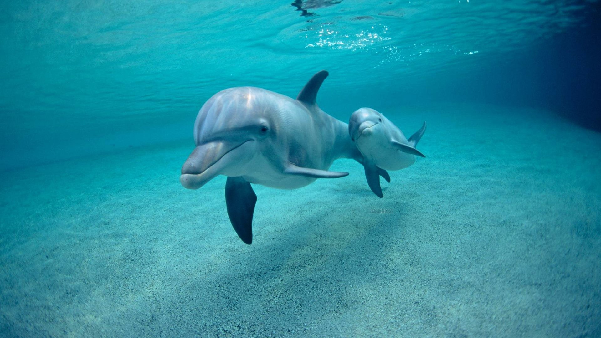 1080P, no people, underwater, animal, pareja, fish, mammal, animals in the wild, swimming, undersea, delfines, sea, group of animals, blue, Nadando, animal wildlife, HD Wallpaper