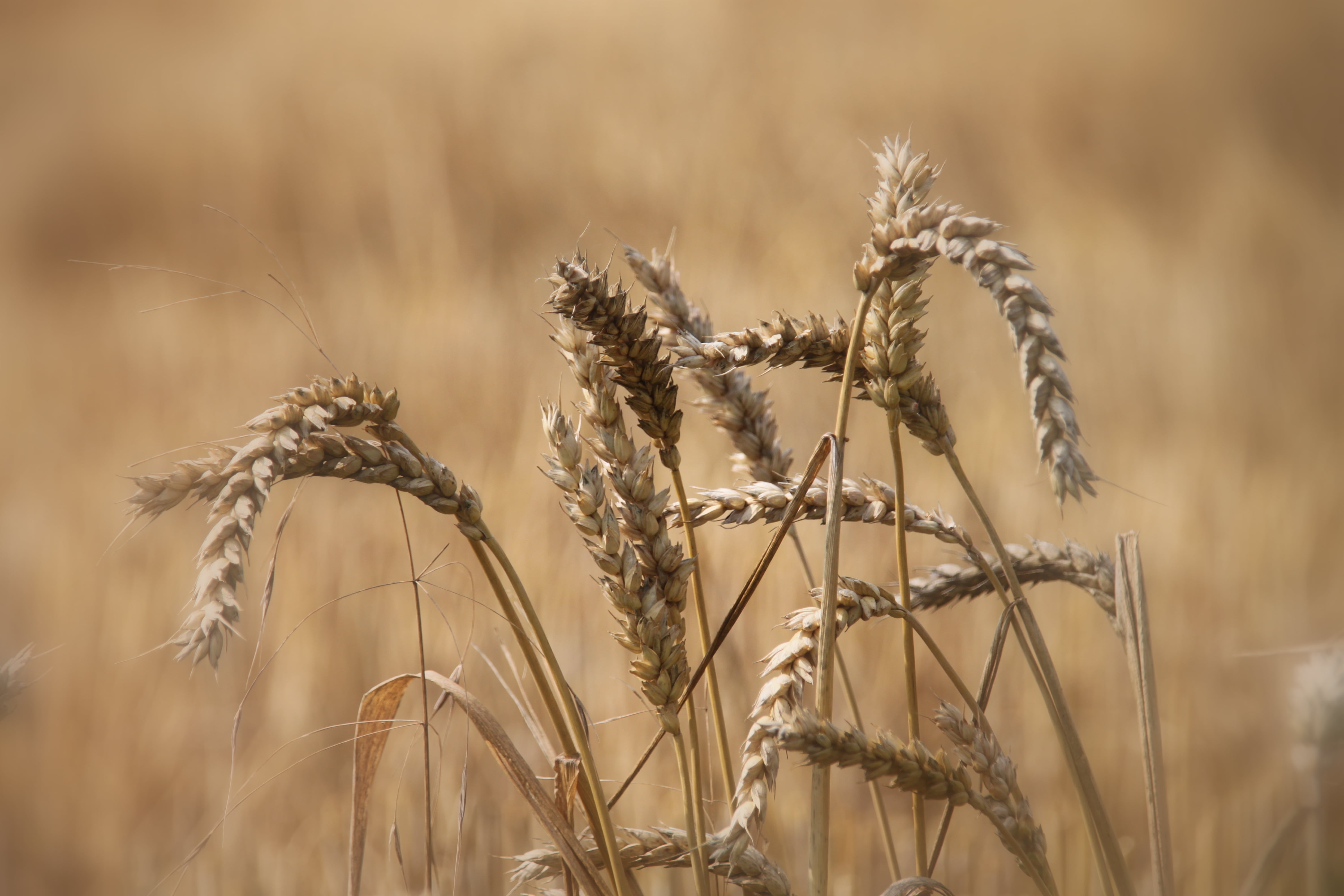 food, cereal Plant, gold Colored, blé, shift, wheat, crop, Canon EOS 500D, épi, ear, farm, field, nature, stem, 4K, summer, seed, tilt shift, rural Scene, HD Wallpaper
