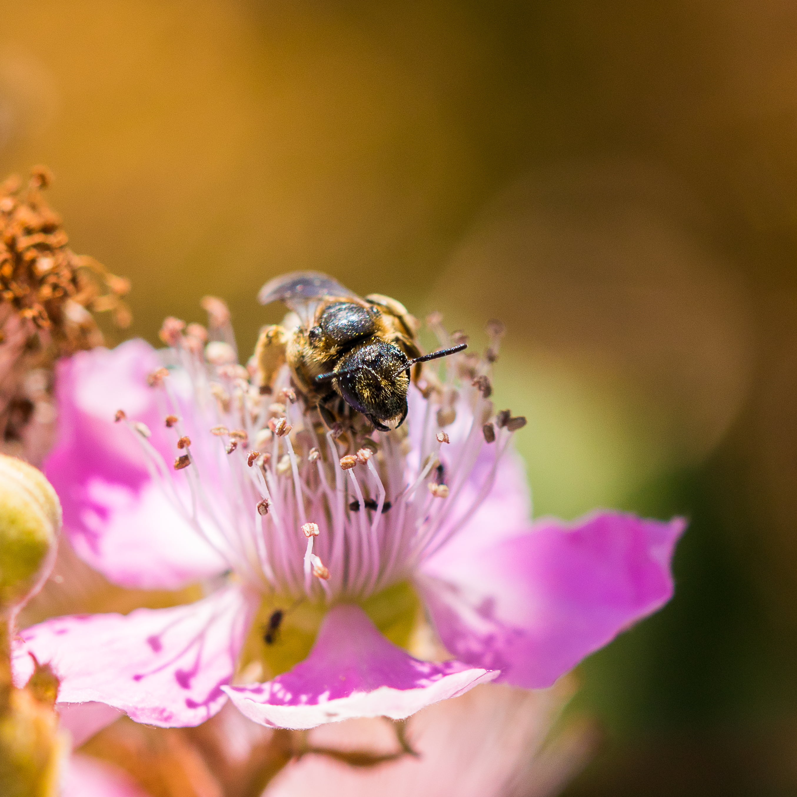 petal, shallow focus, fleur, shallow, wildlife, Sandrine, nature, close-up, summer, pollen, plant, insect, pink, abeille, été, chaleur, la, Macro, 2K, Phone HD Wallpaper