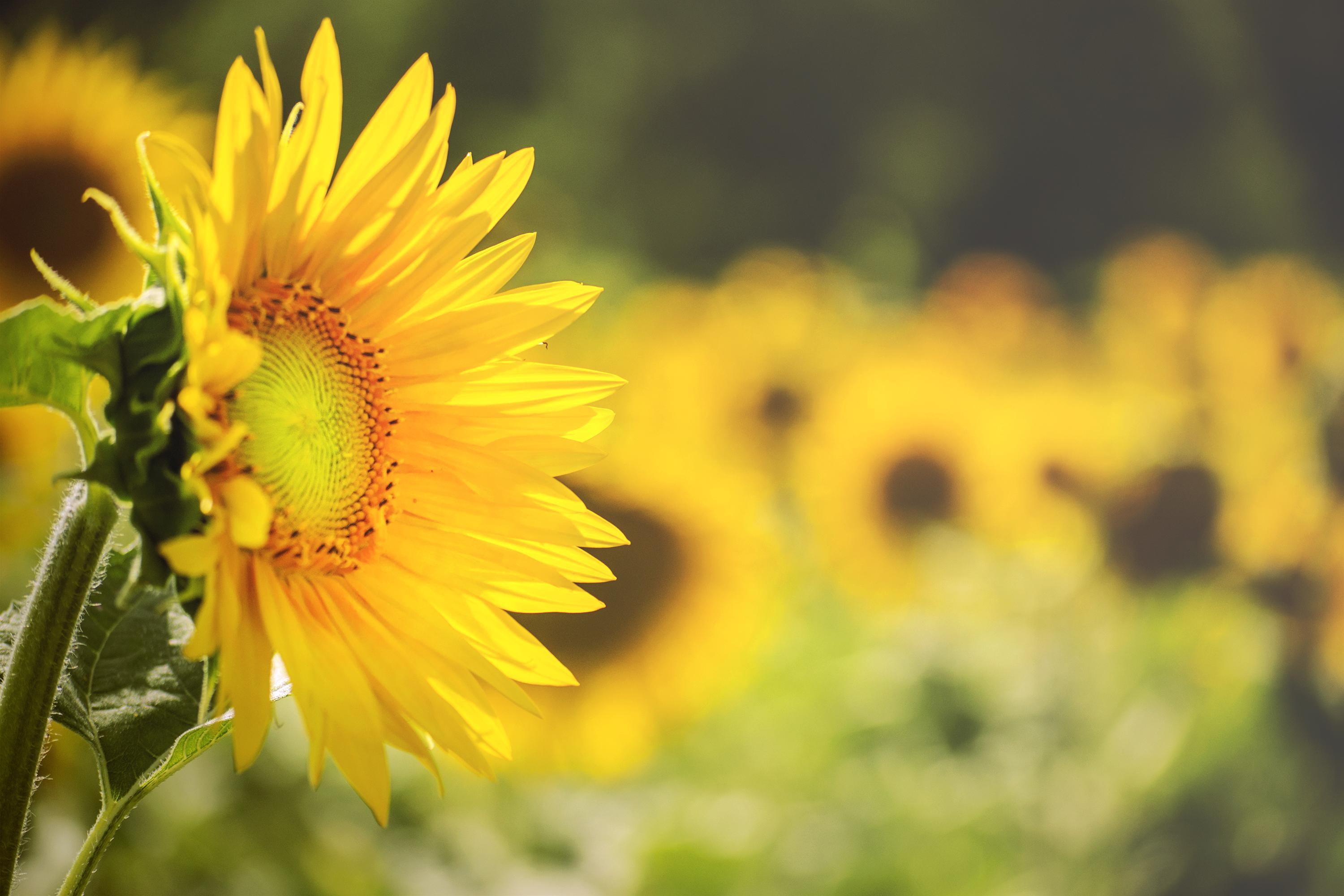 outdoors, plant, blossom, passion, petal, flower, être, quiet, Sunflower, summer, nature, perfume, parfum, bien, 2K, selective, serene, close-up, scent, HD Wallpaper