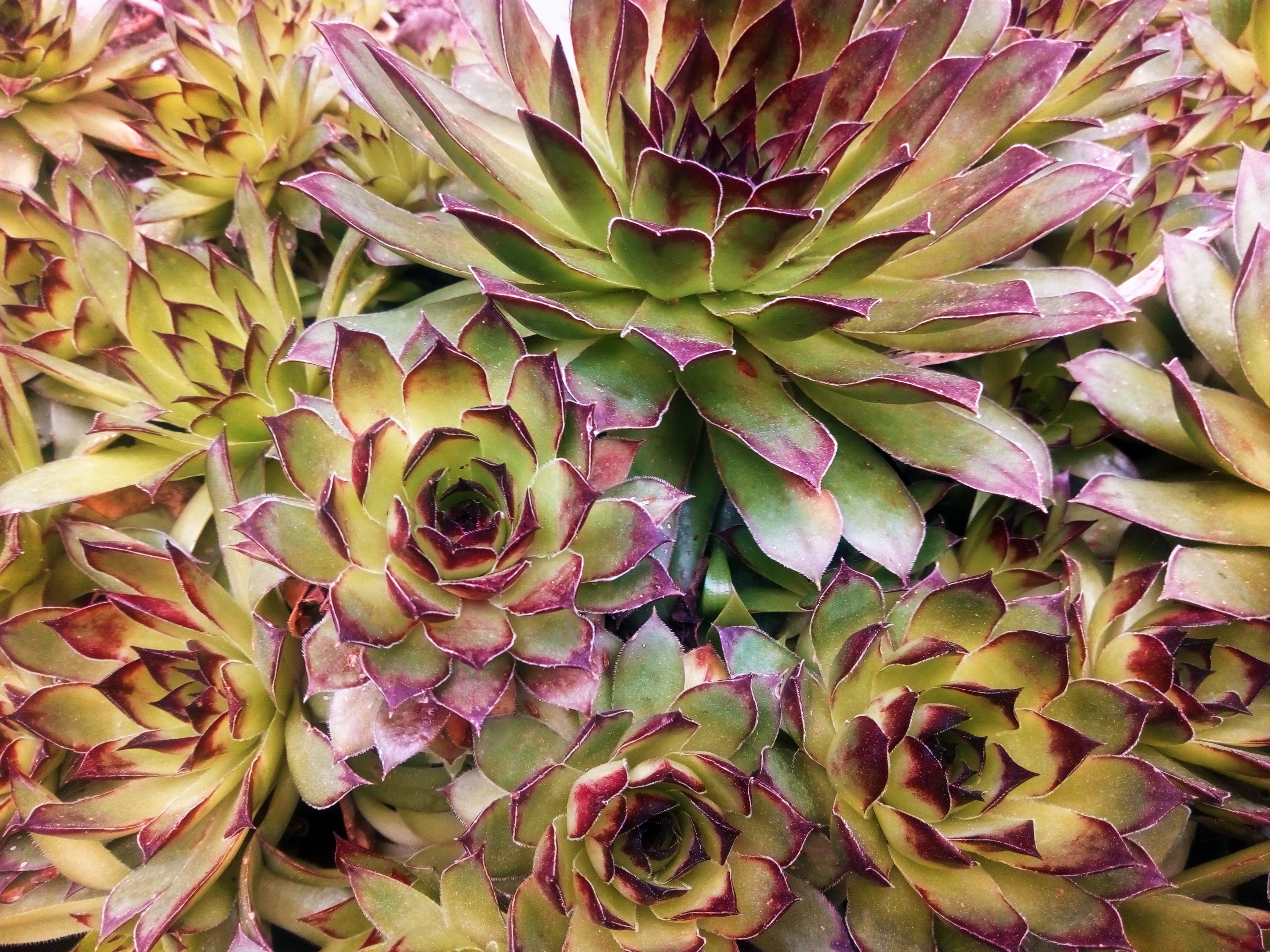 green, full frame, plant part, high angle view, natural pattern, leaves, summer, green color, vegetación, leaf, nature, day, plantas, succulent plant, backgrounds, HD Wallpaper