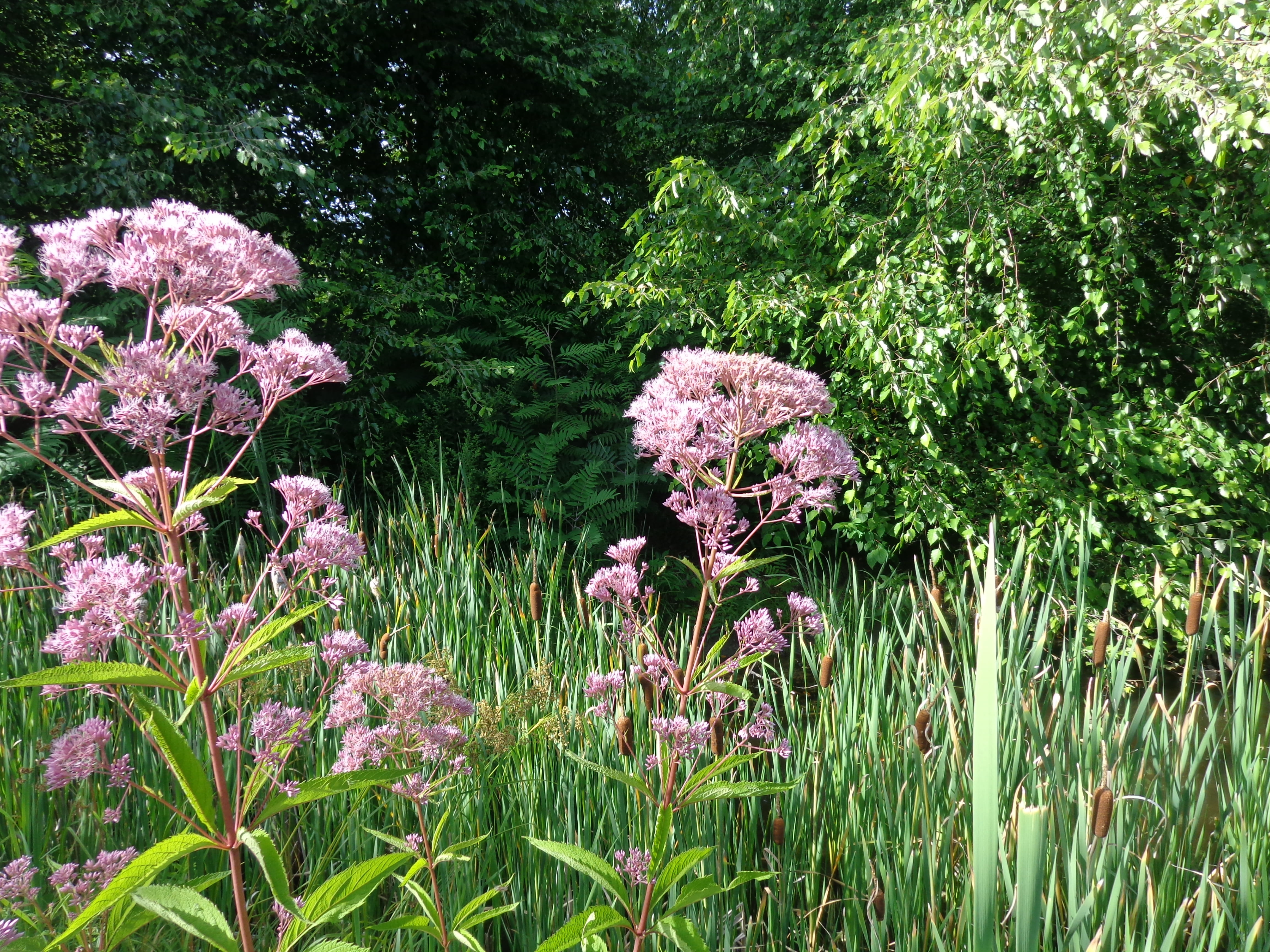flower, green color, tranquility, tree, pink color, summer, beauty in nature, flowering plant, grass, nature, vulnerability, springtime, new england, green, HD Wallpaper